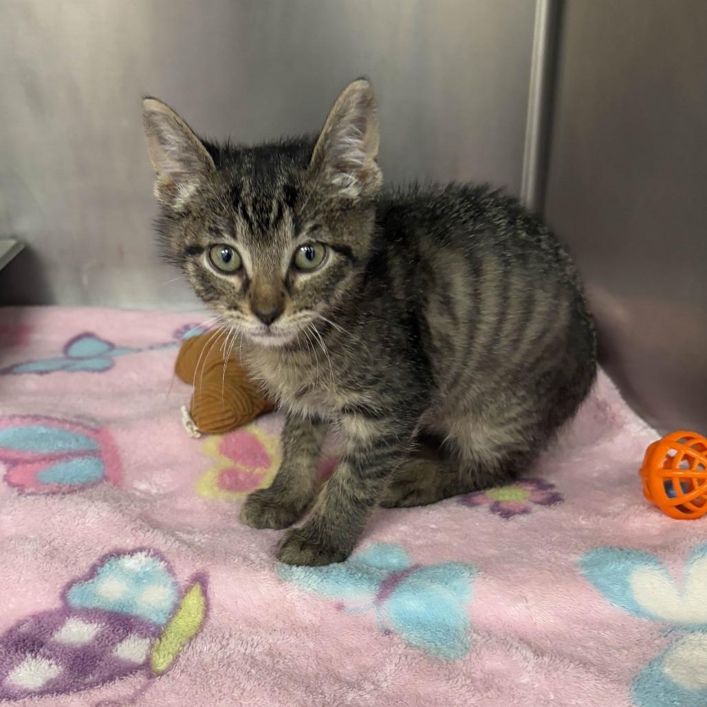 Engine, a Adoptable Domestic Short Hair in Beaumont, TX image 1/3