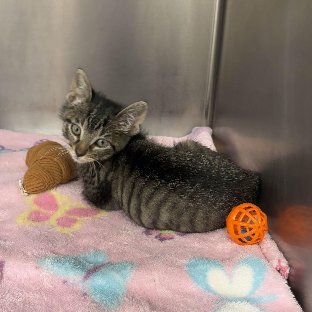 Engine, Adoptable, Kitten Male Domestic Short Hair.