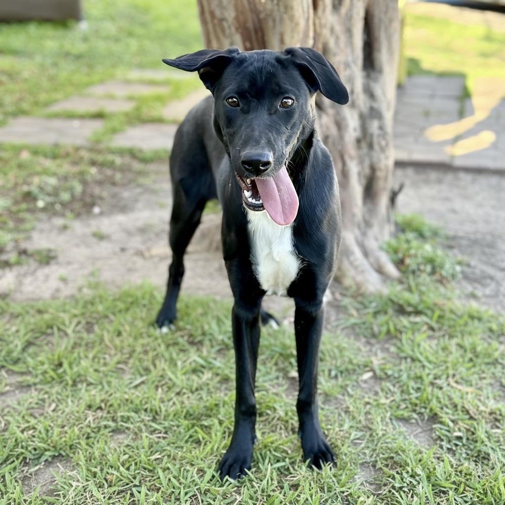 Virginia — thumbnail 5