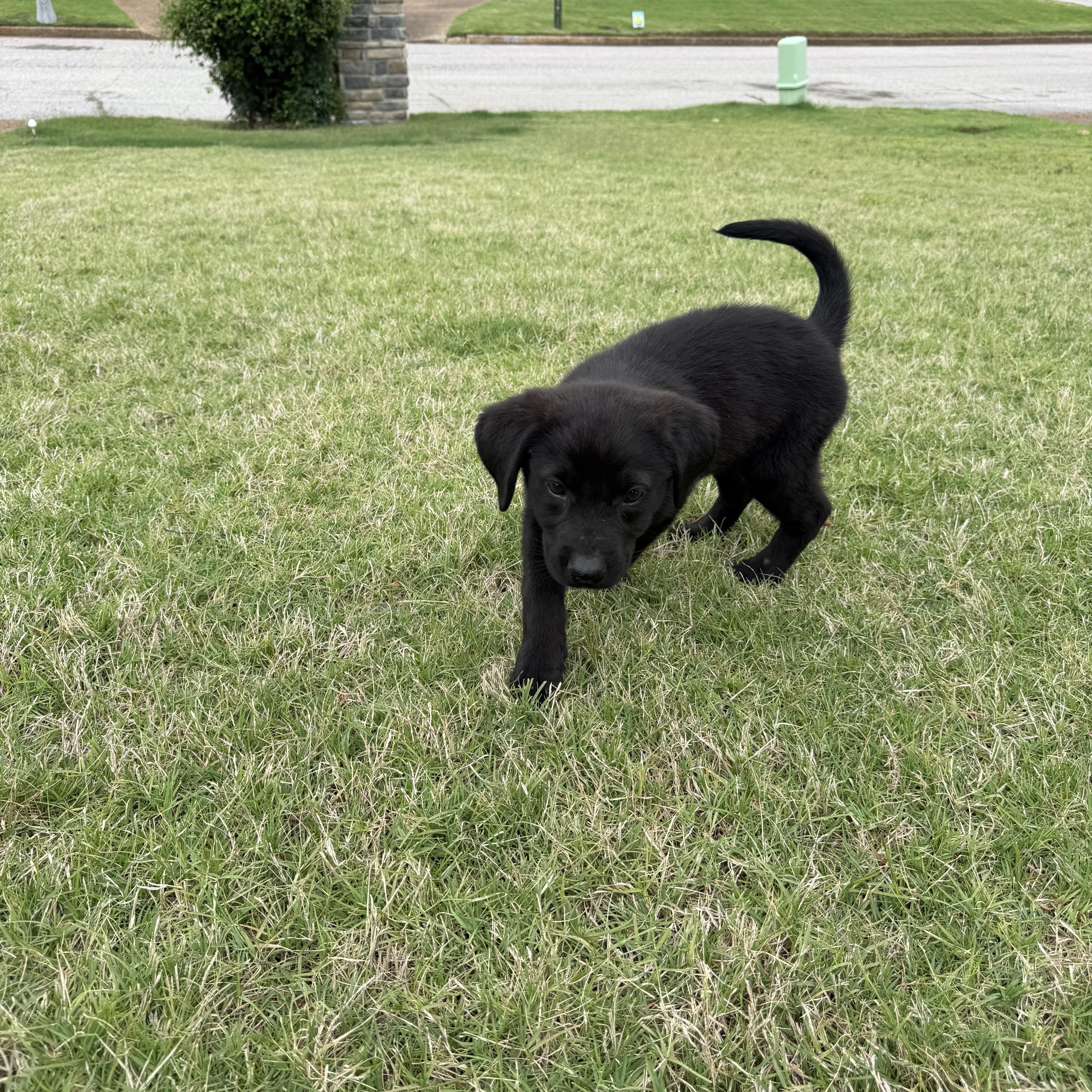 Henrietta, an adopted mixed breed in Columbus , OH image 2/5