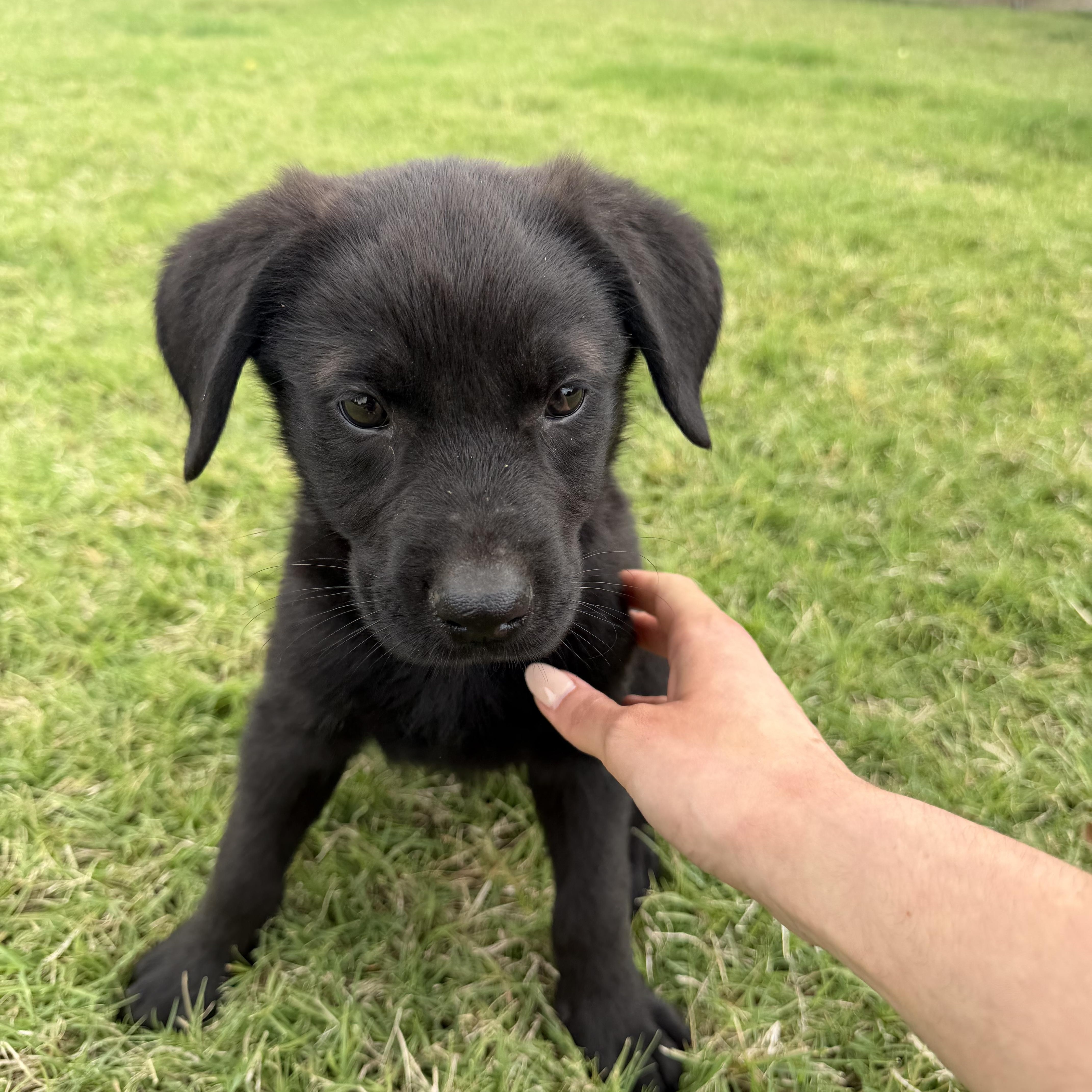 Henrietta, an adopted mixed breed in Columbus , OH image 4/5