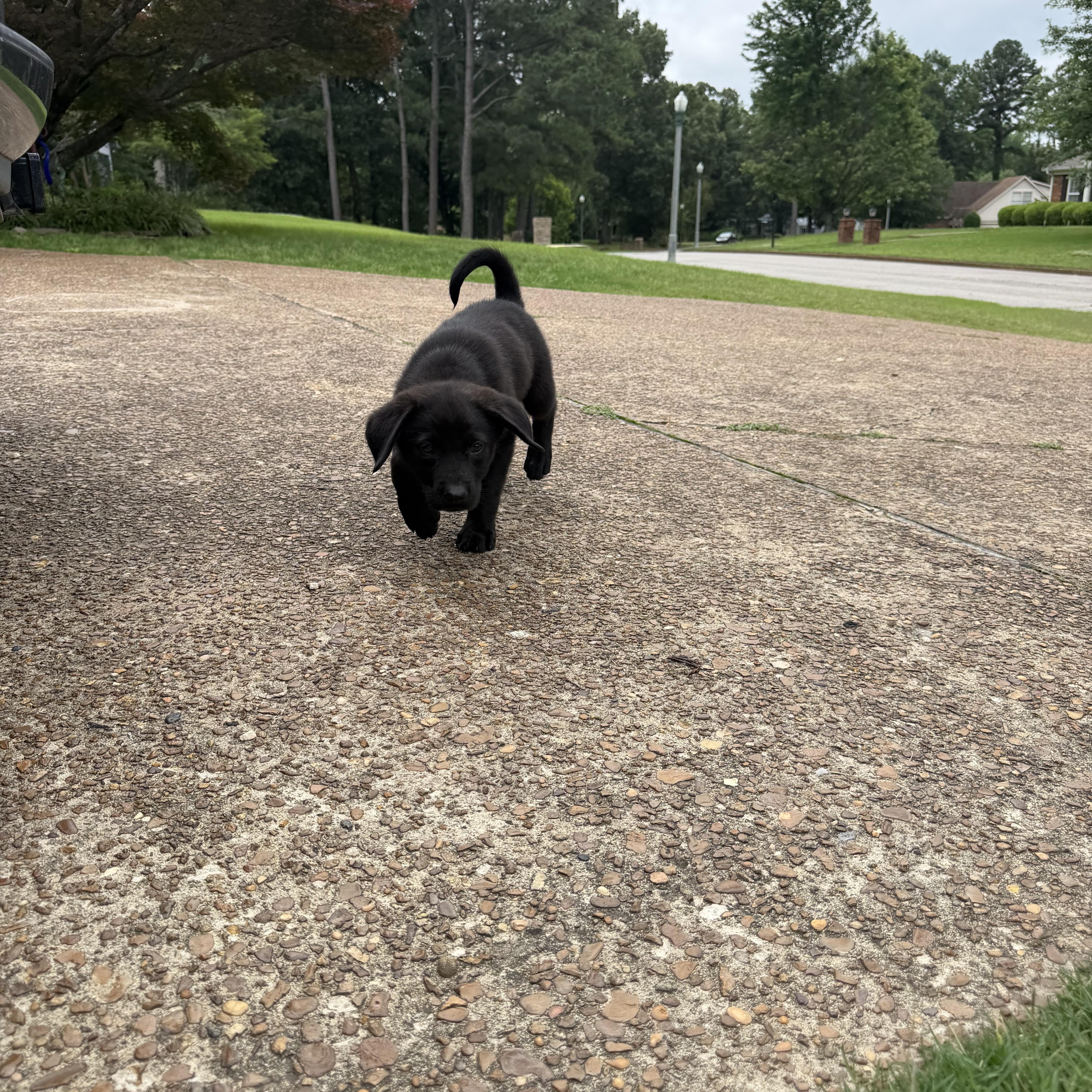 Henrietta, an adopted mixed breed in Columbus , OH image 5/5