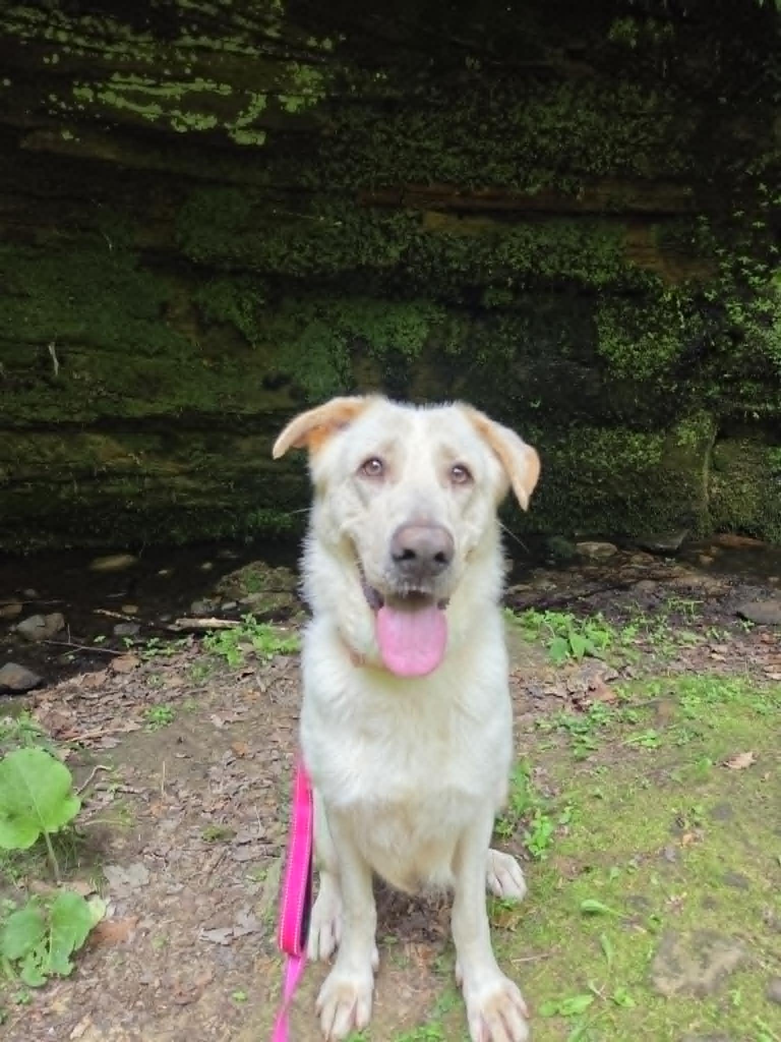 Bailey Rose, a ADOPTABLE mixed breed in Medina, OH image 5/6