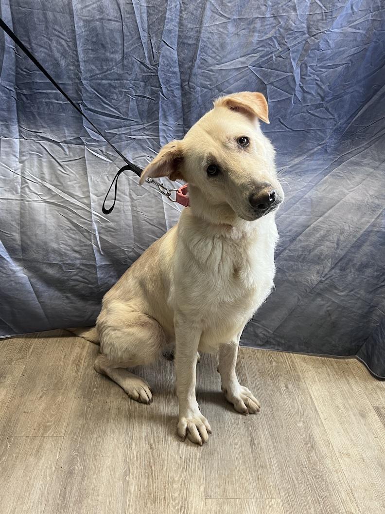 Enlarge Bailey Rose-Foster-to-Adopt, a ADOPTABLE mixed breed in Medina, OH image 5/6