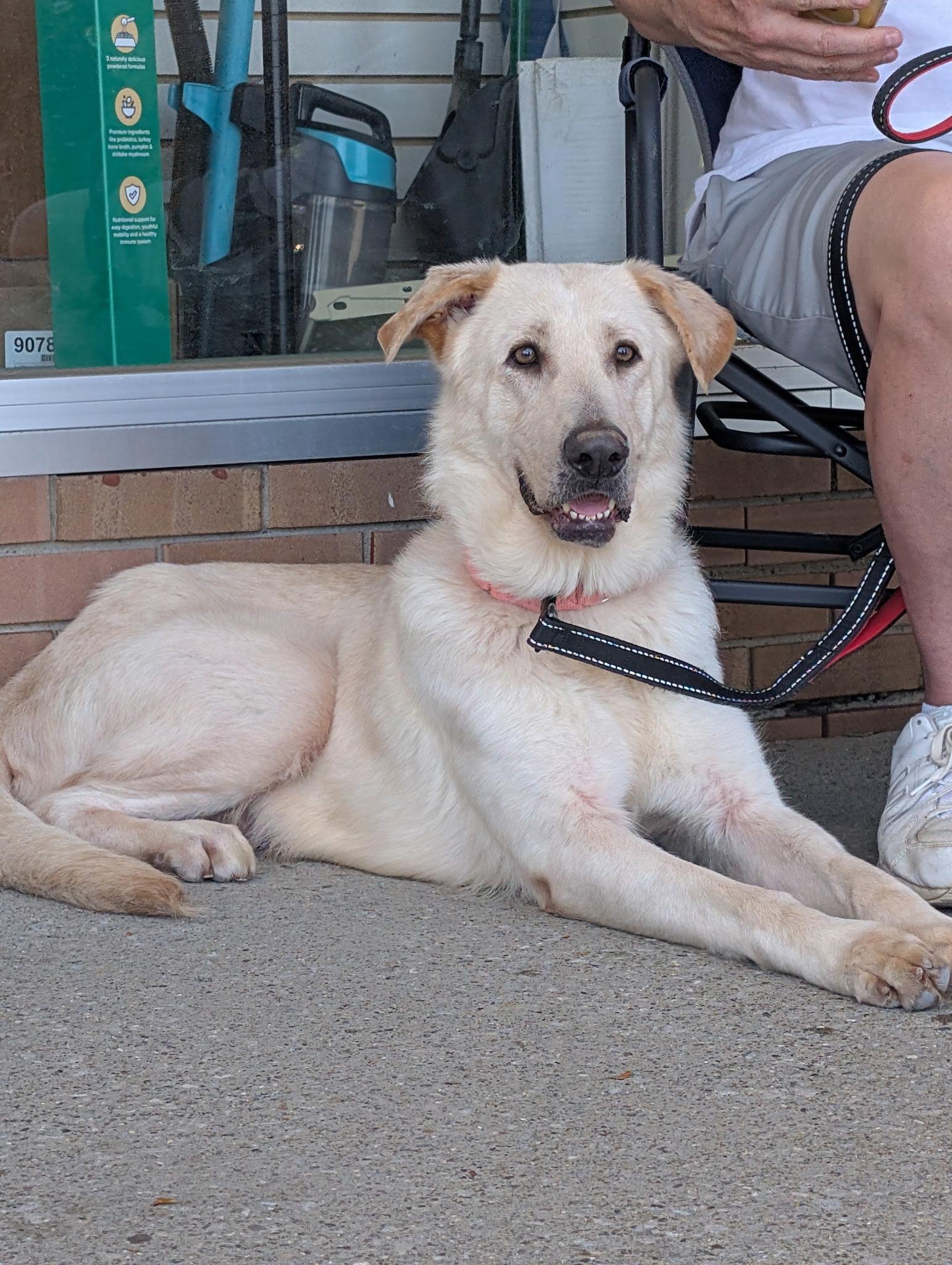 Bailey Rose, ADOPTABLE, Adult Female Yellow Labrador Retriever & German Shepherd Dog.