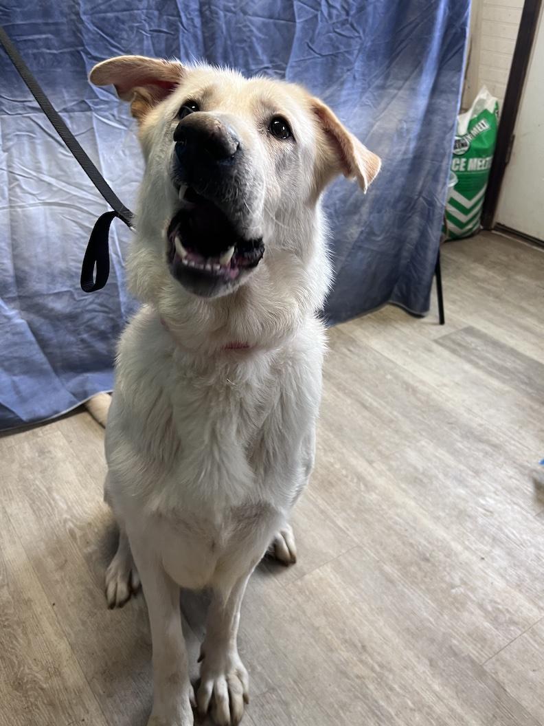 Enlarge Bailey Rose-Foster-to-Adopt, a ADOPTABLE mixed breed in Medina, OH image 3/6