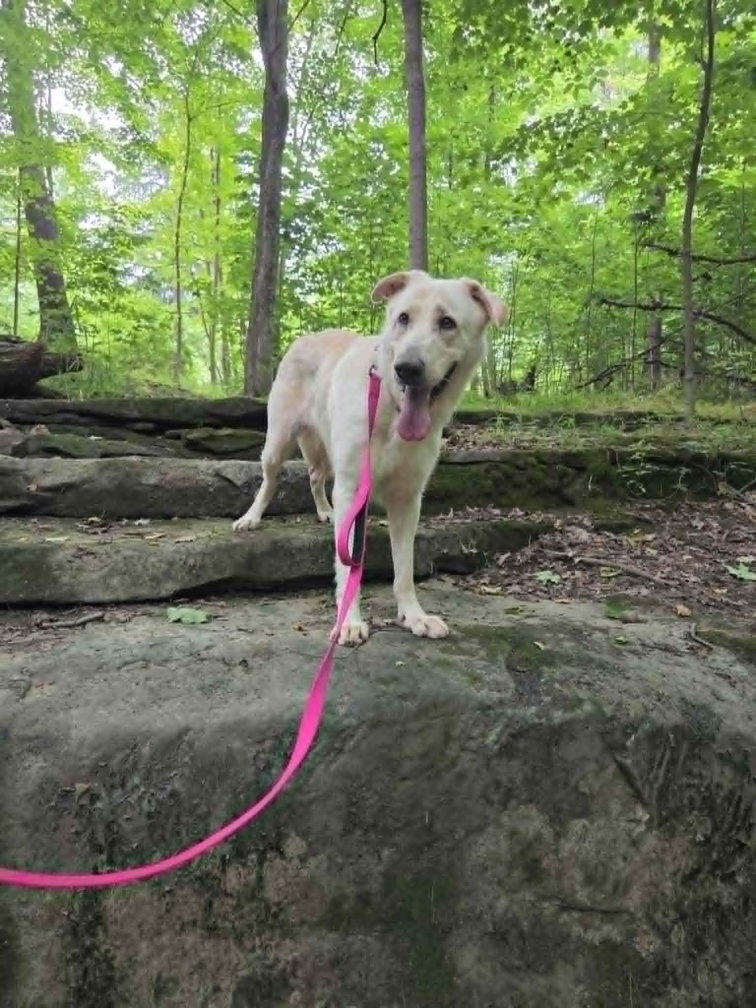 Bailey Rose, a ADOPTABLE mixed breed in Medina, OH image 6/6
