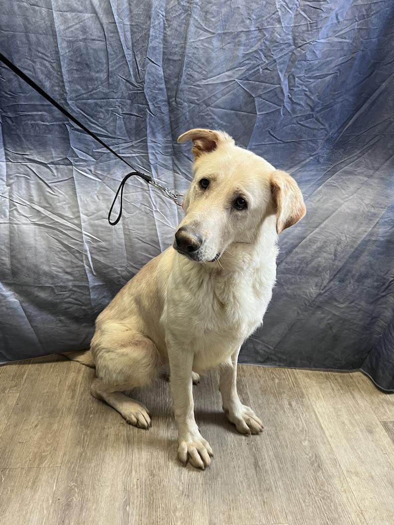 Enlarge Bailey Rose-Foster-to-Adopt, a ADOPTABLE mixed breed in Medina, OH image 6/6