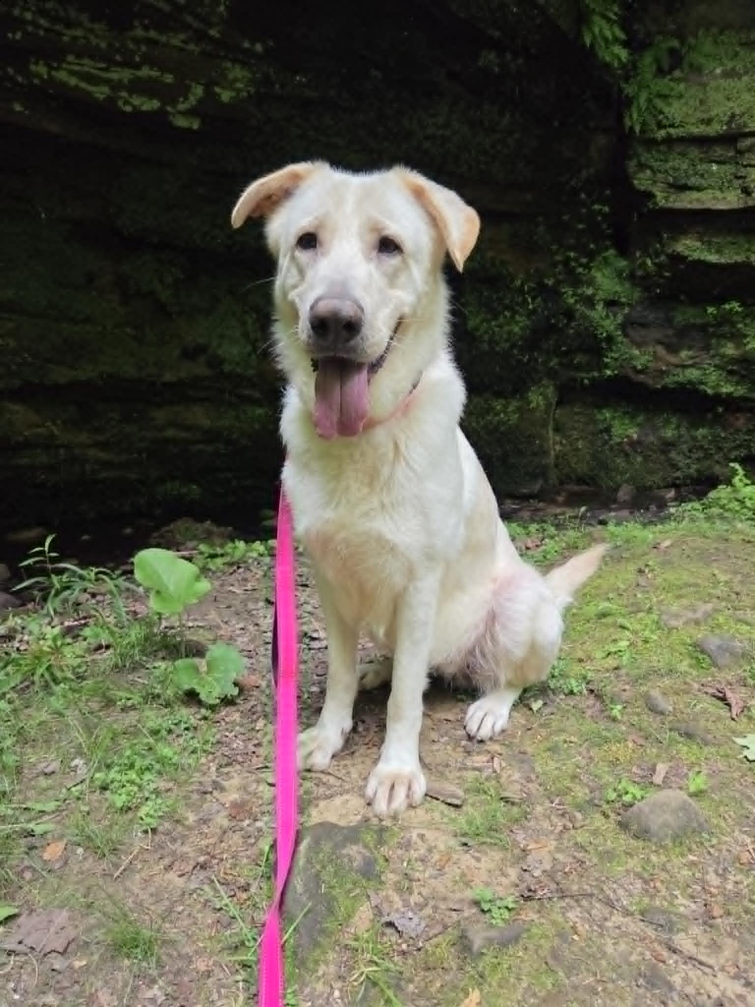 Bailey Rose, a ADOPTABLE mixed breed in Medina, OH image 4/6