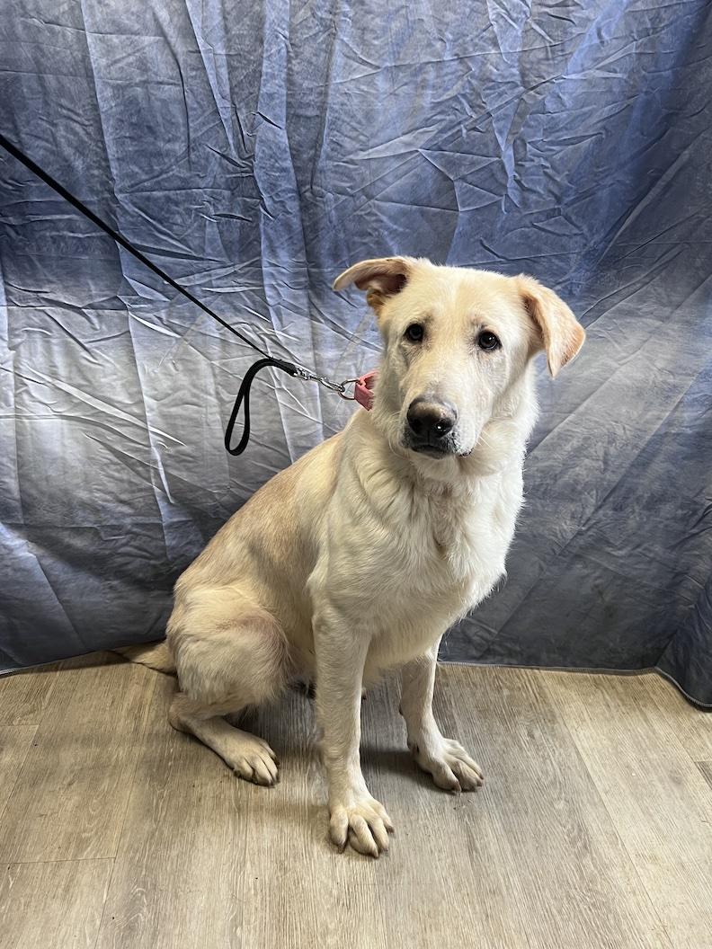 Enlarge Bailey Rose-Foster-to-Adopt, a ADOPTABLE mixed breed in Medina, OH image 2/6