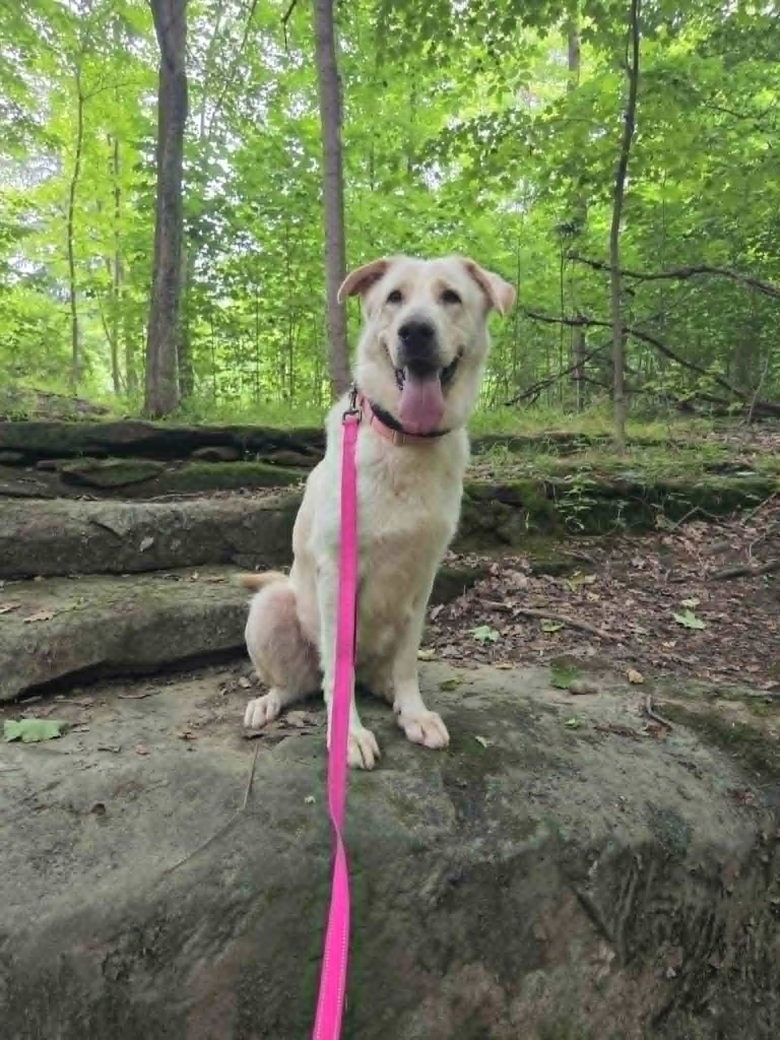 Bailey Rose, a ADOPTABLE mixed breed in Medina, OH image 3/6