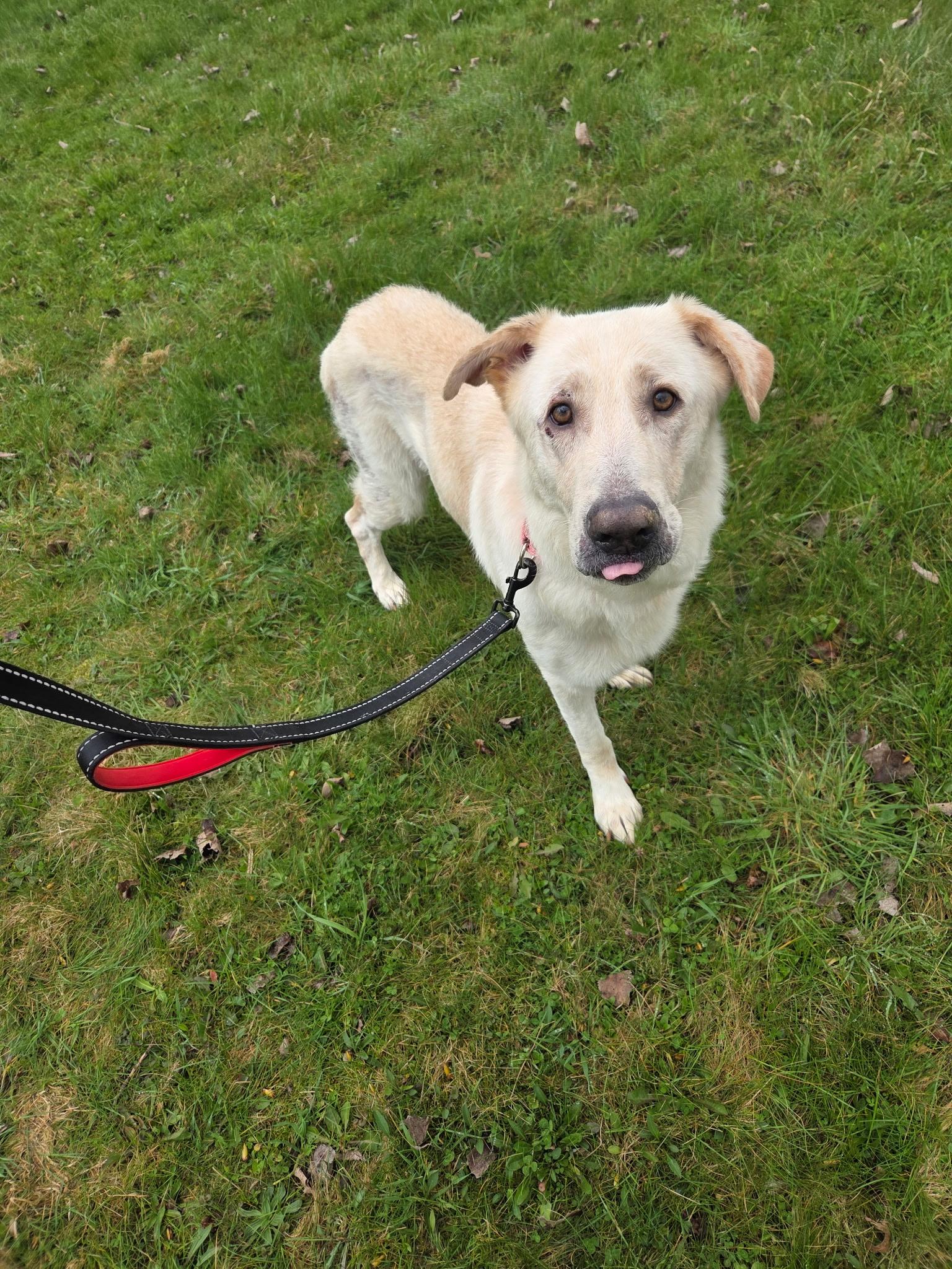 Enlarge Bailey Rose-Not Accepting Applications Yet!, a ADOPTABLE mixed breed in Medina, OH image 2/3