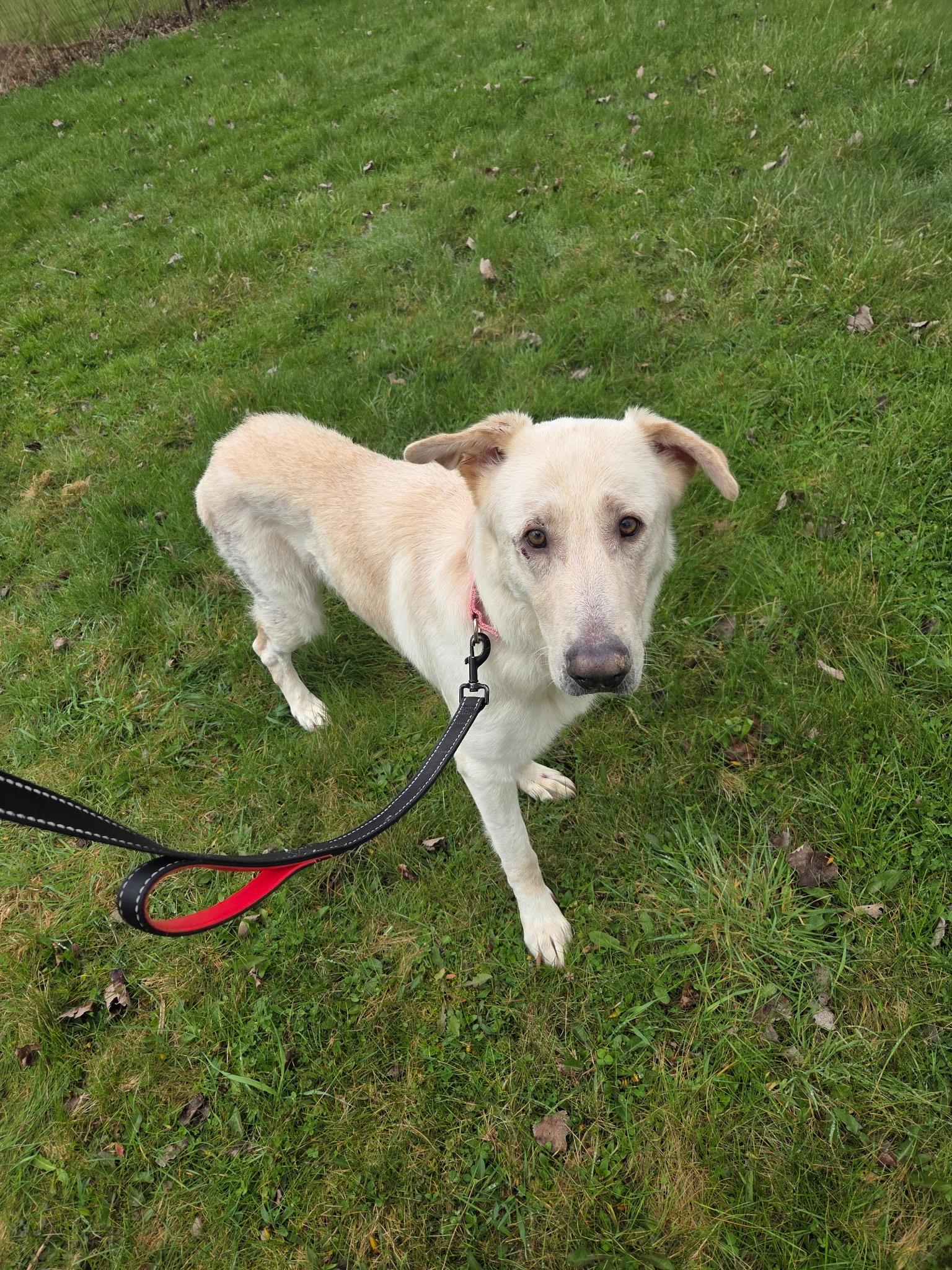 Enlarge Bailey Rose-Not Accepting Applications Yet!, a ADOPTABLE mixed breed in Medina, OH image 3/3