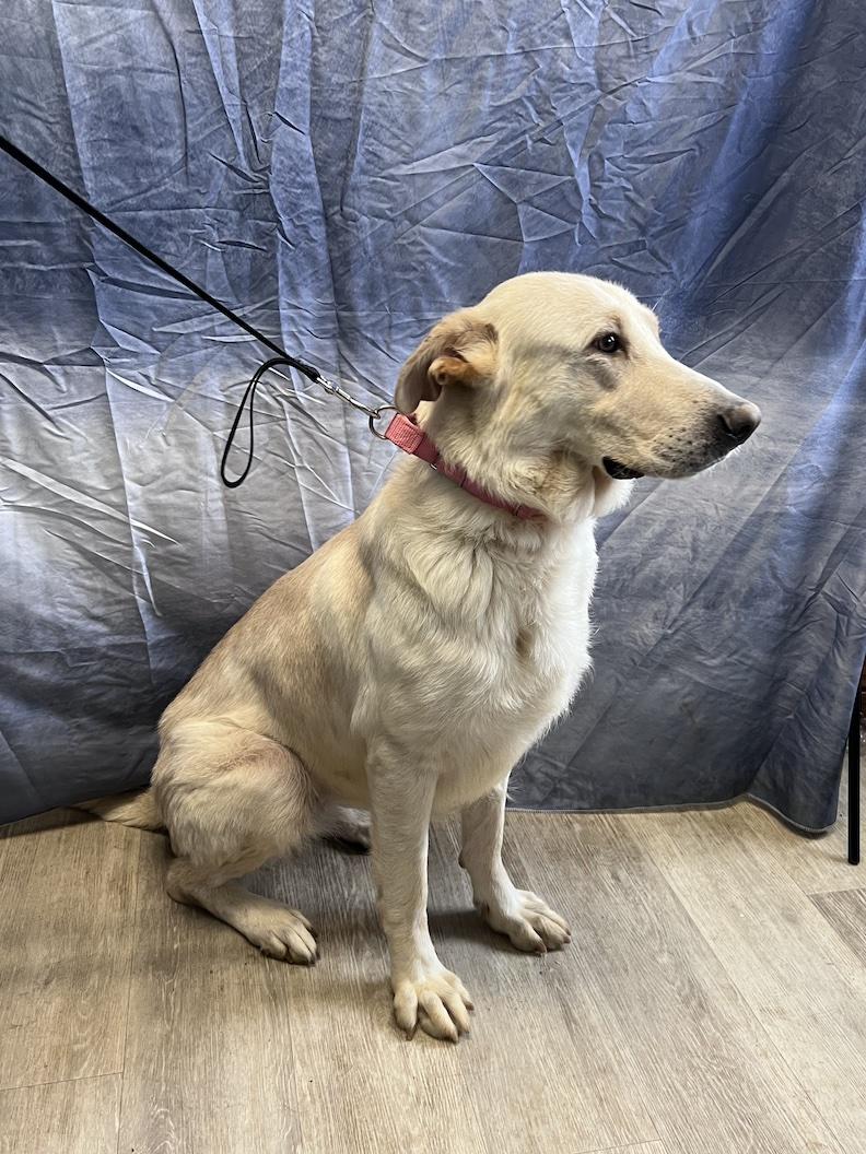 Enlarge Bailey Rose-Foster-to-Adopt, a ADOPTABLE mixed breed in Medina, OH image 4/6
