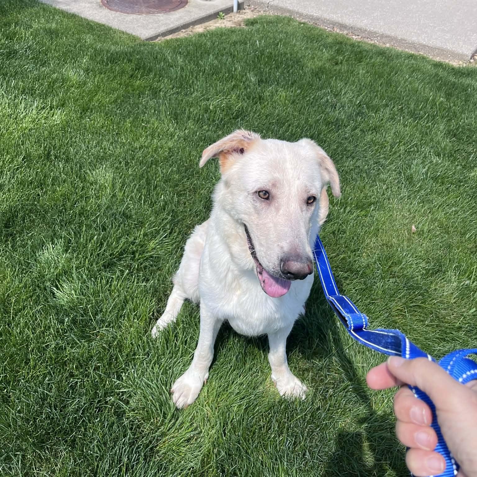 Bailey Rose-Foster-to-Adopt, ADOPTABLE, Adult Female Yellow Labrador Retriever & German Shepherd Dog.