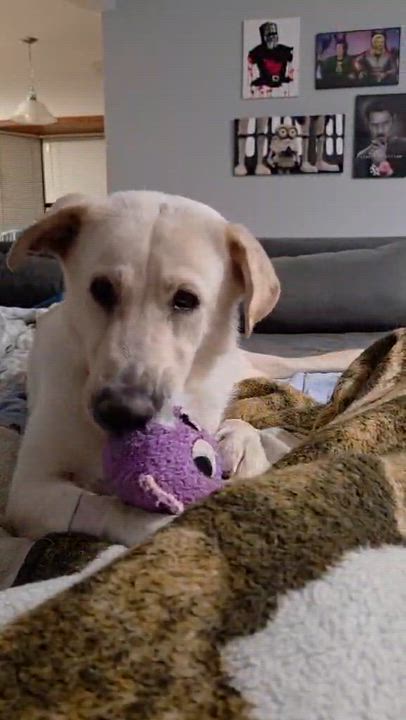 Enlarge Bailey Rose, a ADOPTABLE mixed breed in Medina, OH video 2/6