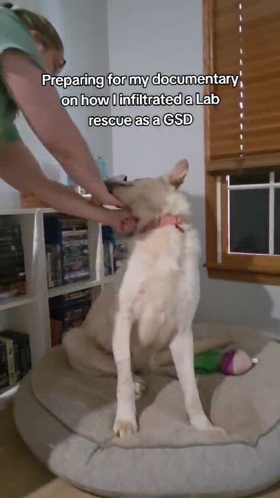 Enlarge Bailey Rose, an adoption pending mixed breed in Medina, OH video 2/6