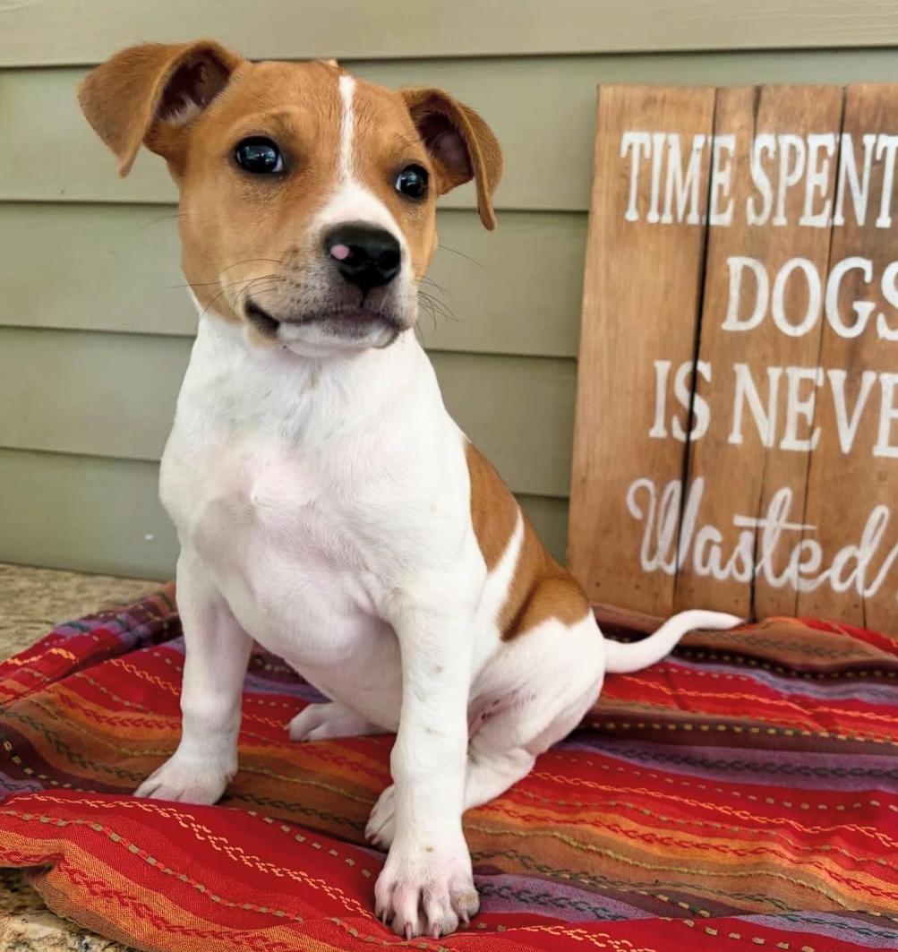 Enlarge Daisy, a ADOPTABLE mixed breed in Walker, LA image 1/2