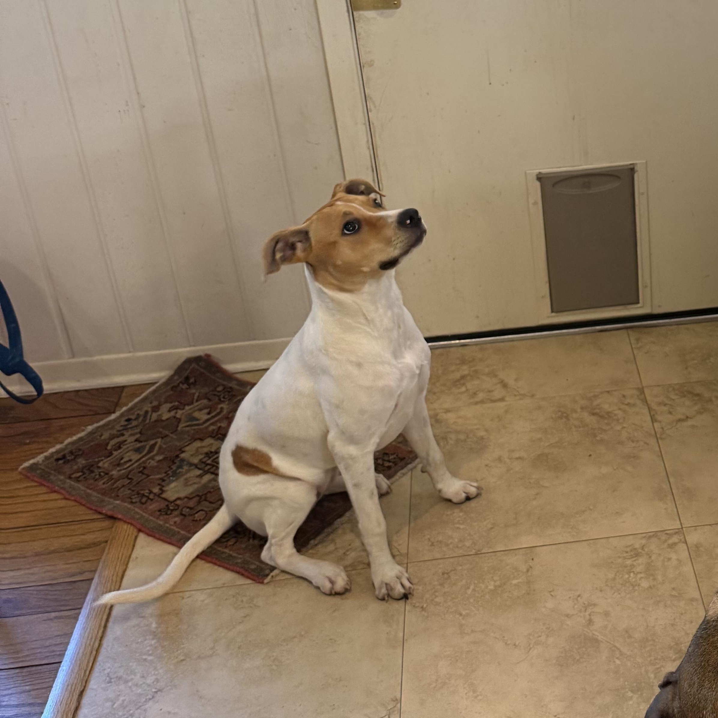 Enlarge Daisy, a Adoptable mixed breed in Walker, LA image 3/5