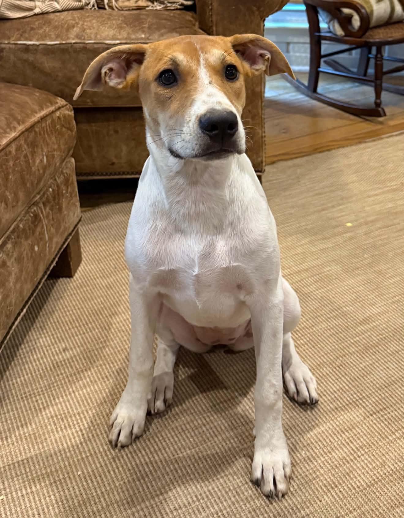 Daisy, Adoptable, Puppy Female Jack Russell Terrier.