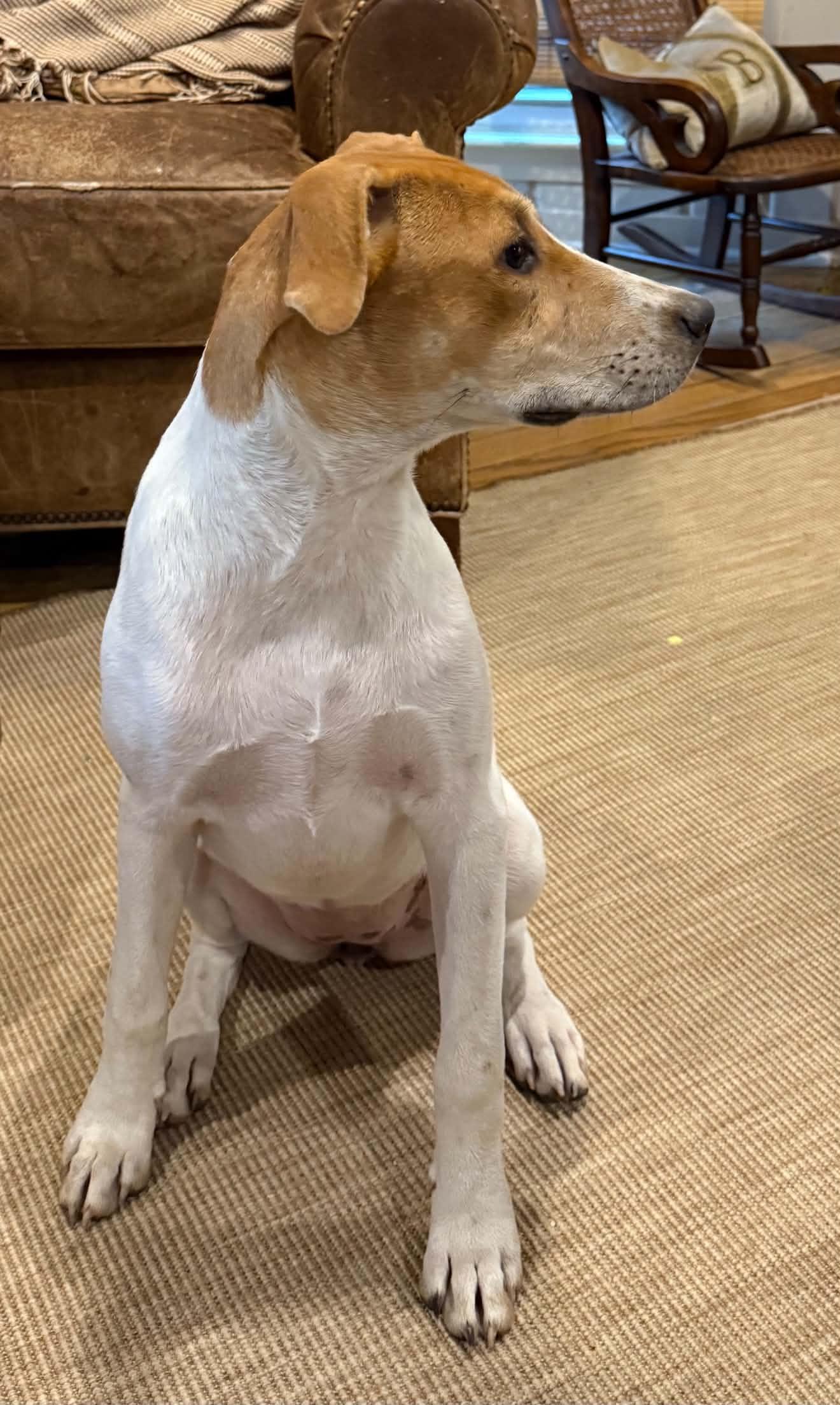 Enlarge Daisy, a Adoptable mixed breed in Walker, LA image 2/5