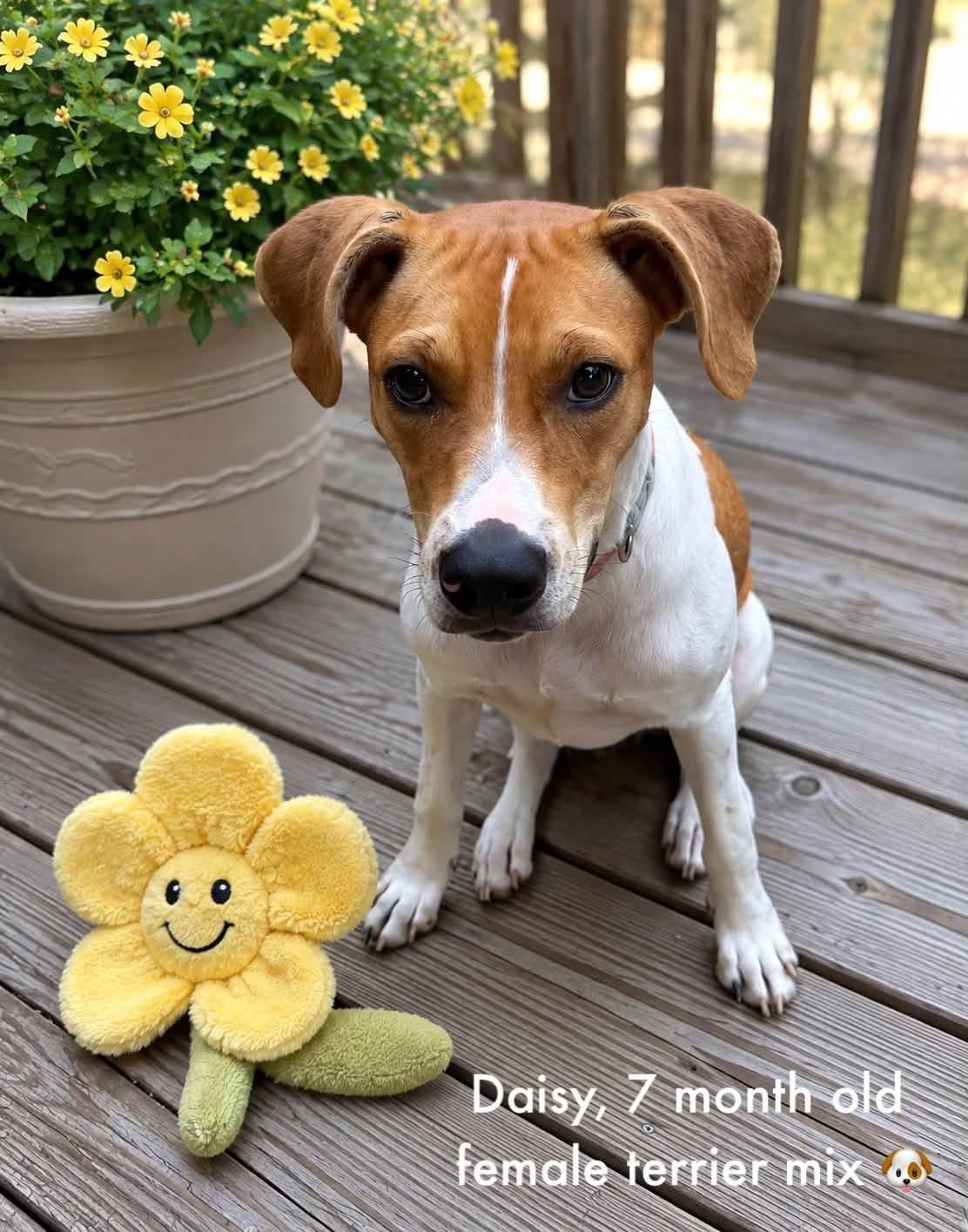 Daisy, ADOPTABLE, Puppy Female Jack Russell Terrier.