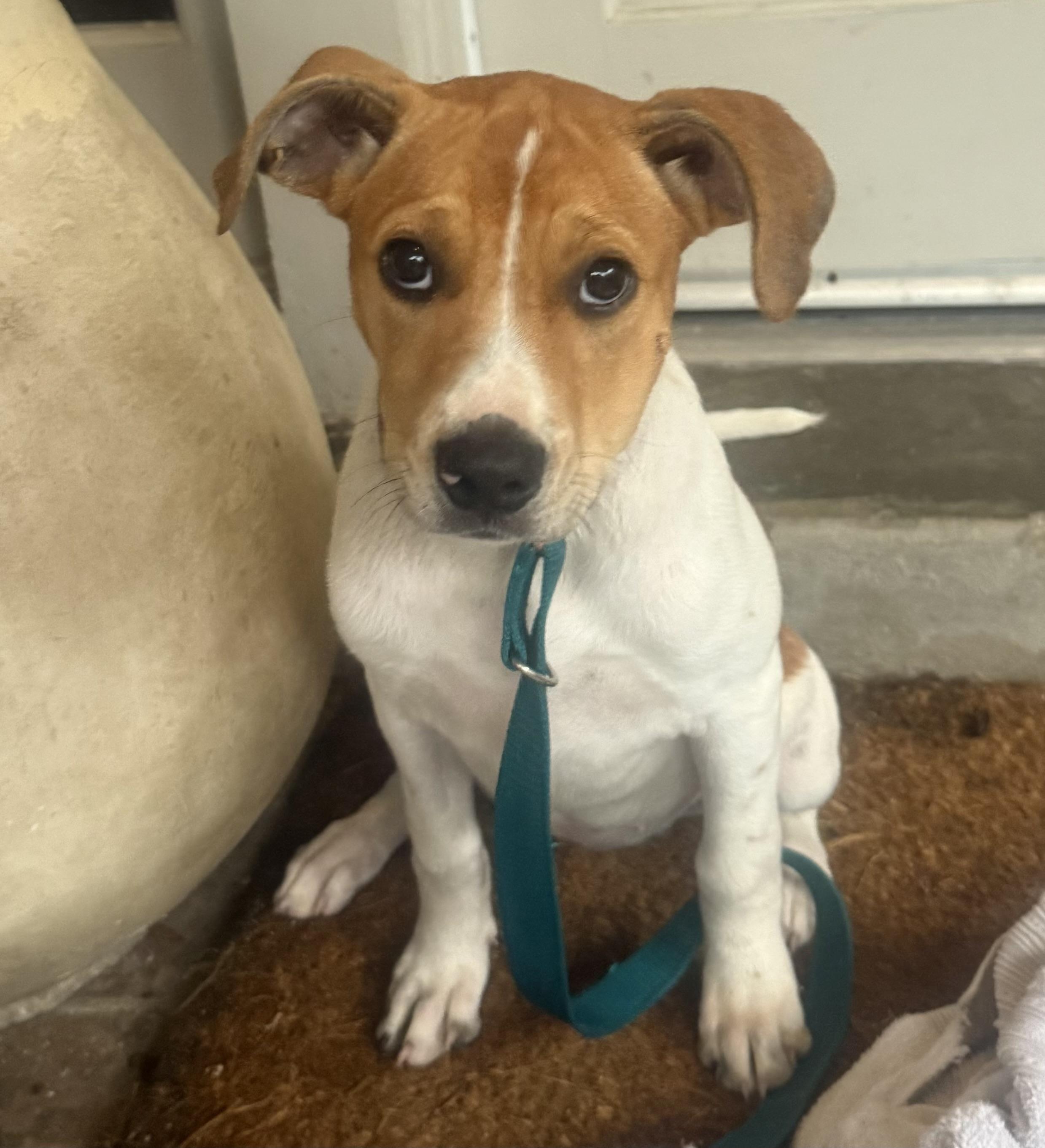 Daisy, a ADOPTABLE mixed breed in Walker, LA image 1/3