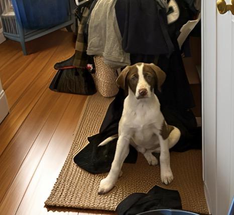 Ned, a ADOPTABLE mixed breed in Woodbury, NJ image 4/5