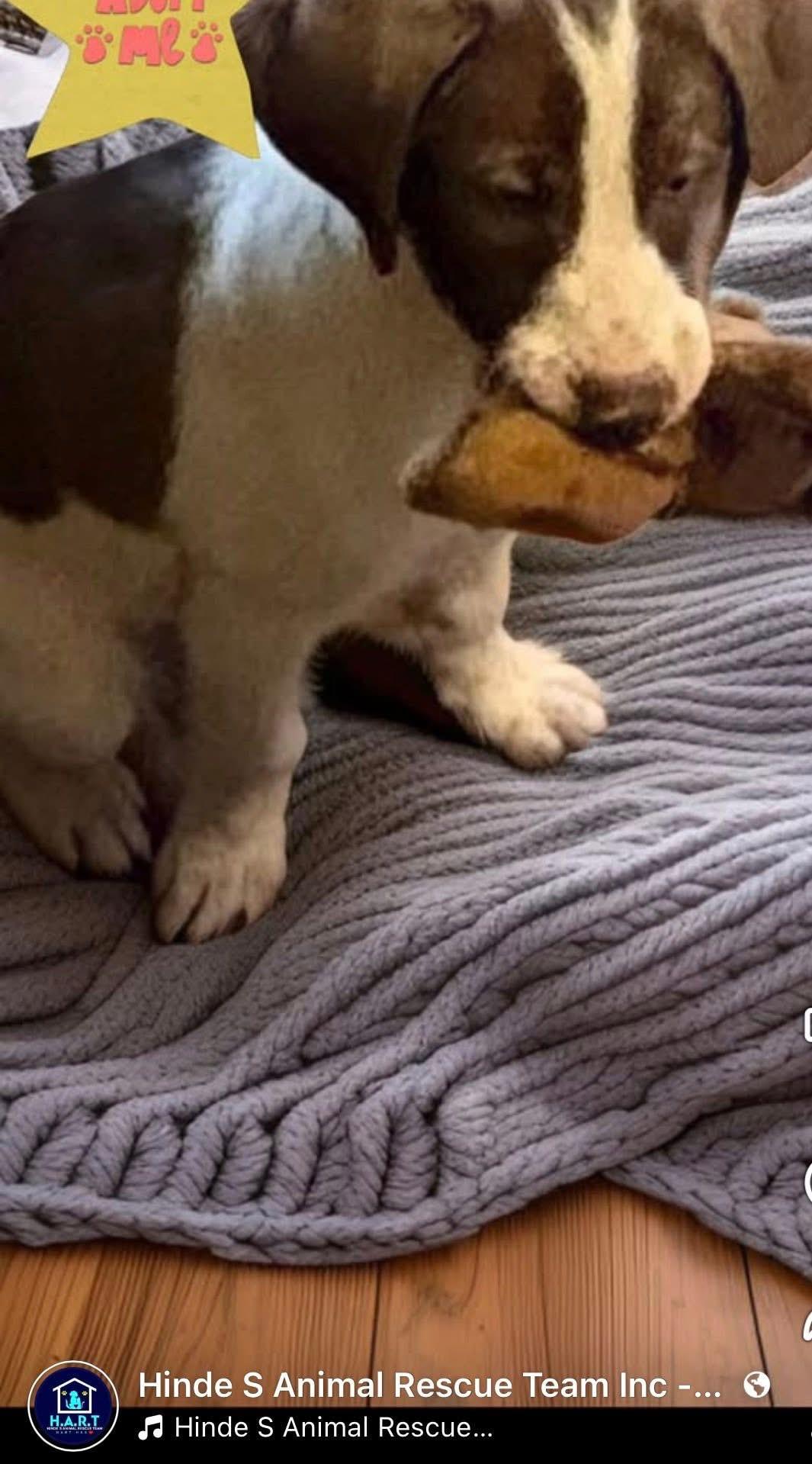 Ned, ADOPTABLE, Puppy Male Poodle & German Wirehaired Pointer.