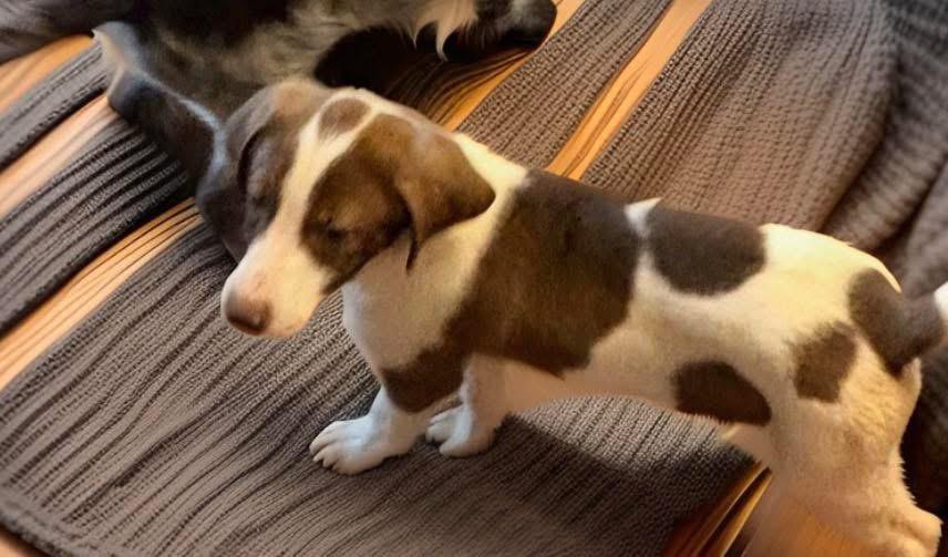 Ned, a ADOPTABLE mixed breed in Woodbury, NJ image 5/5