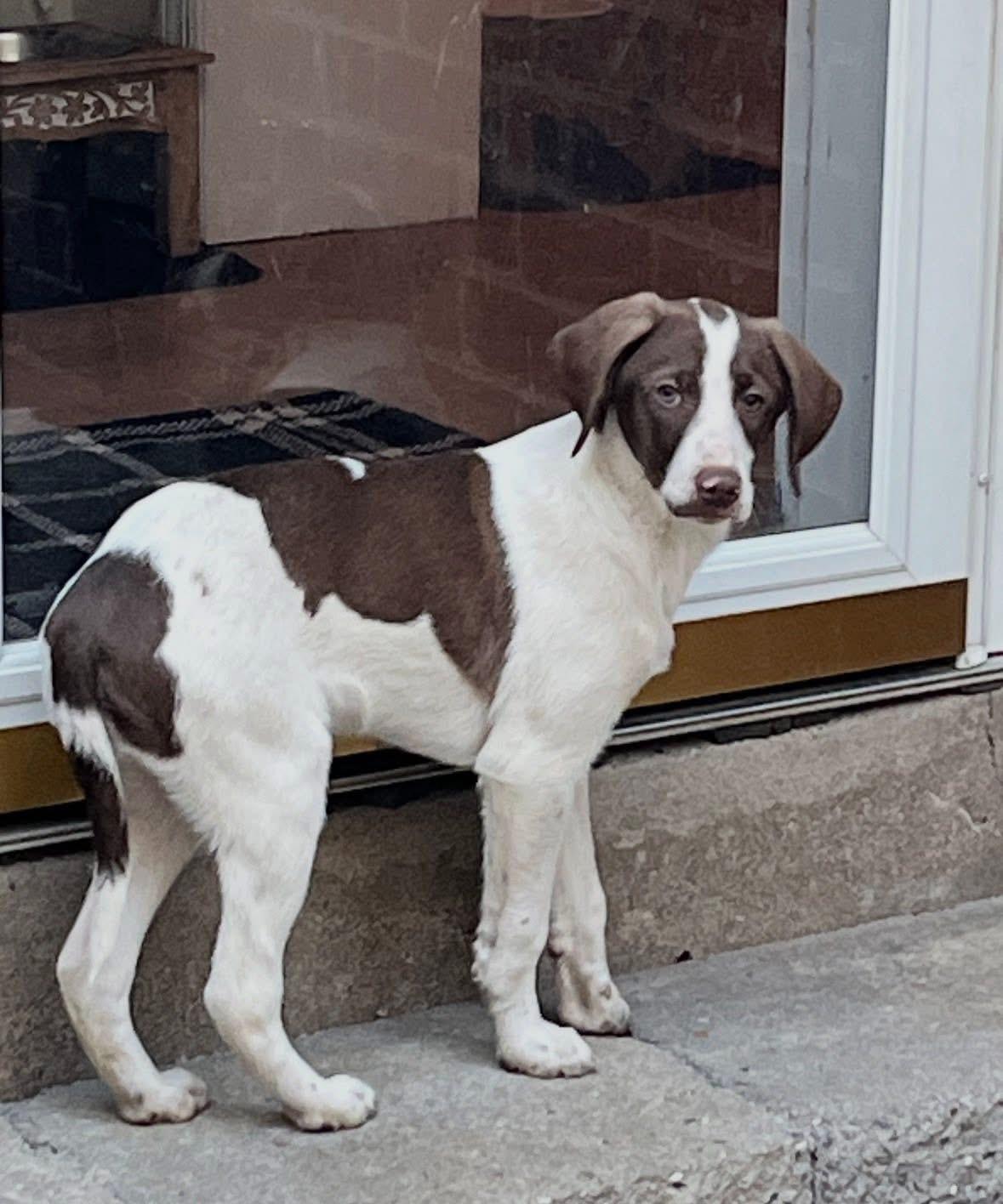 Ned, ADOPTABLE, Puppy Male Poodle & German Wirehaired Pointer.