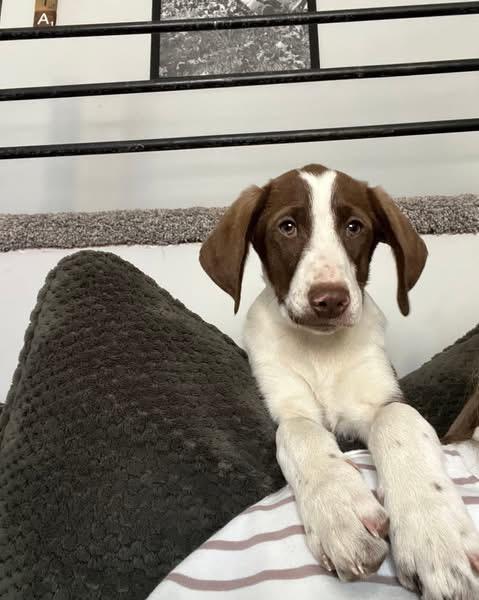 Enlarge Ned, a ADOPTABLE mixed breed in Woodbury, NJ image 2/4