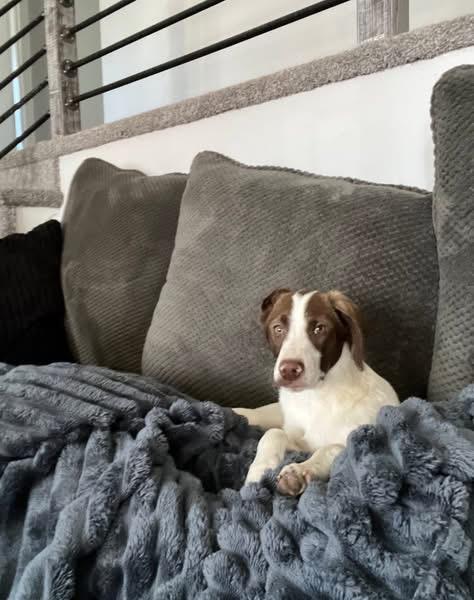 Enlarge Ned, a ADOPTABLE mixed breed in Woodbury, NJ image 3/4