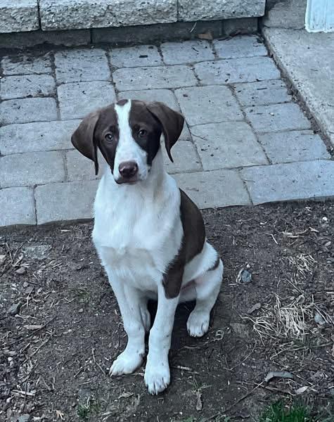 Enlarge Ned, a ADOPTABLE mixed breed in Woodbury, NJ image 4/4
