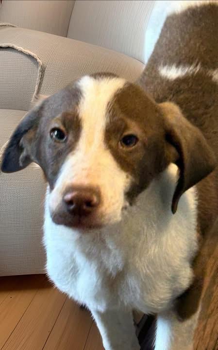 Ned, a ADOPTABLE mixed breed in Woodbury, NJ image 3/5