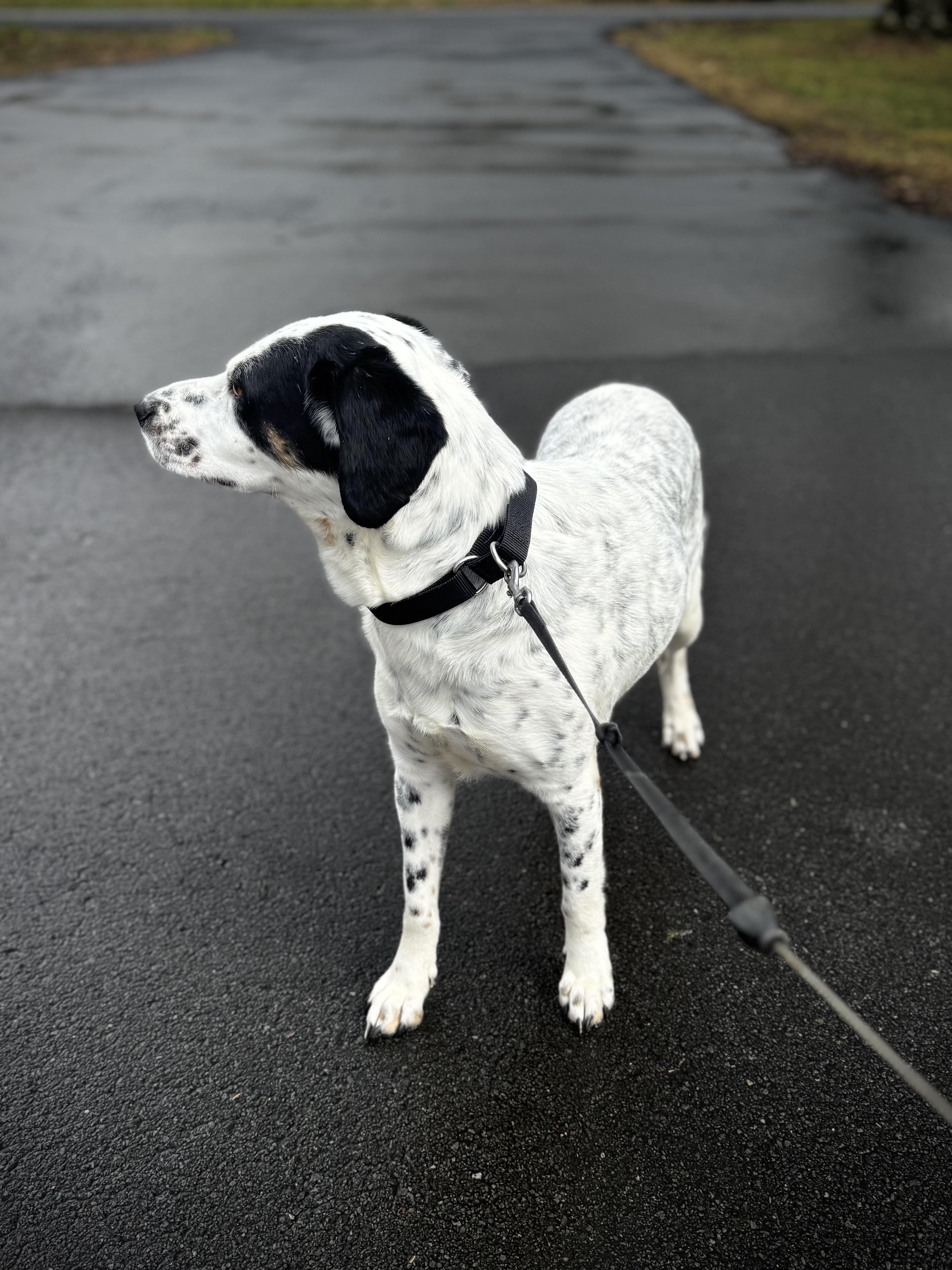 River, a ADOPTABLE mixed breed in grant, AL image 5/5