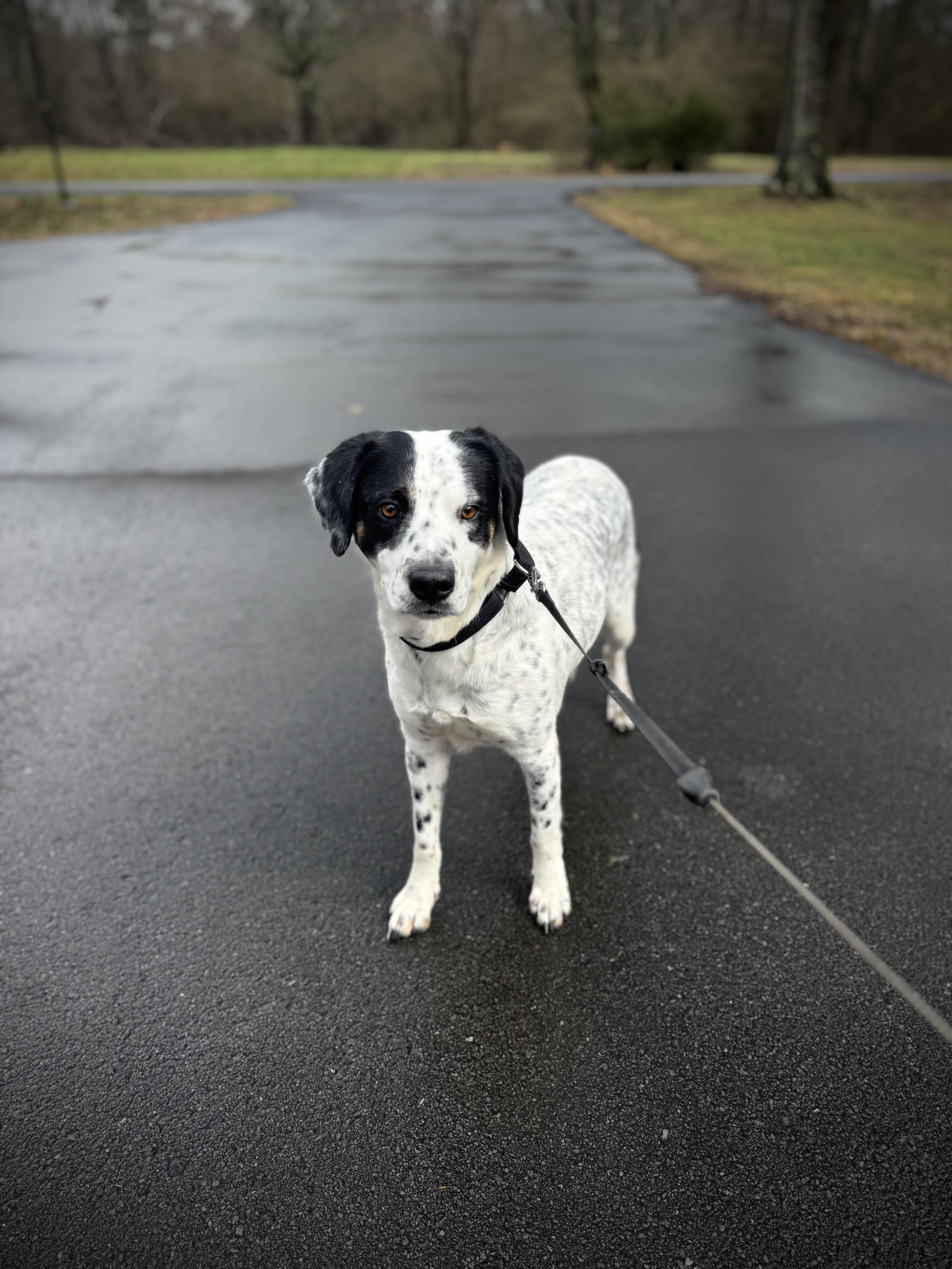 River, a ADOPTABLE mixed breed in grant, AL image 3/5