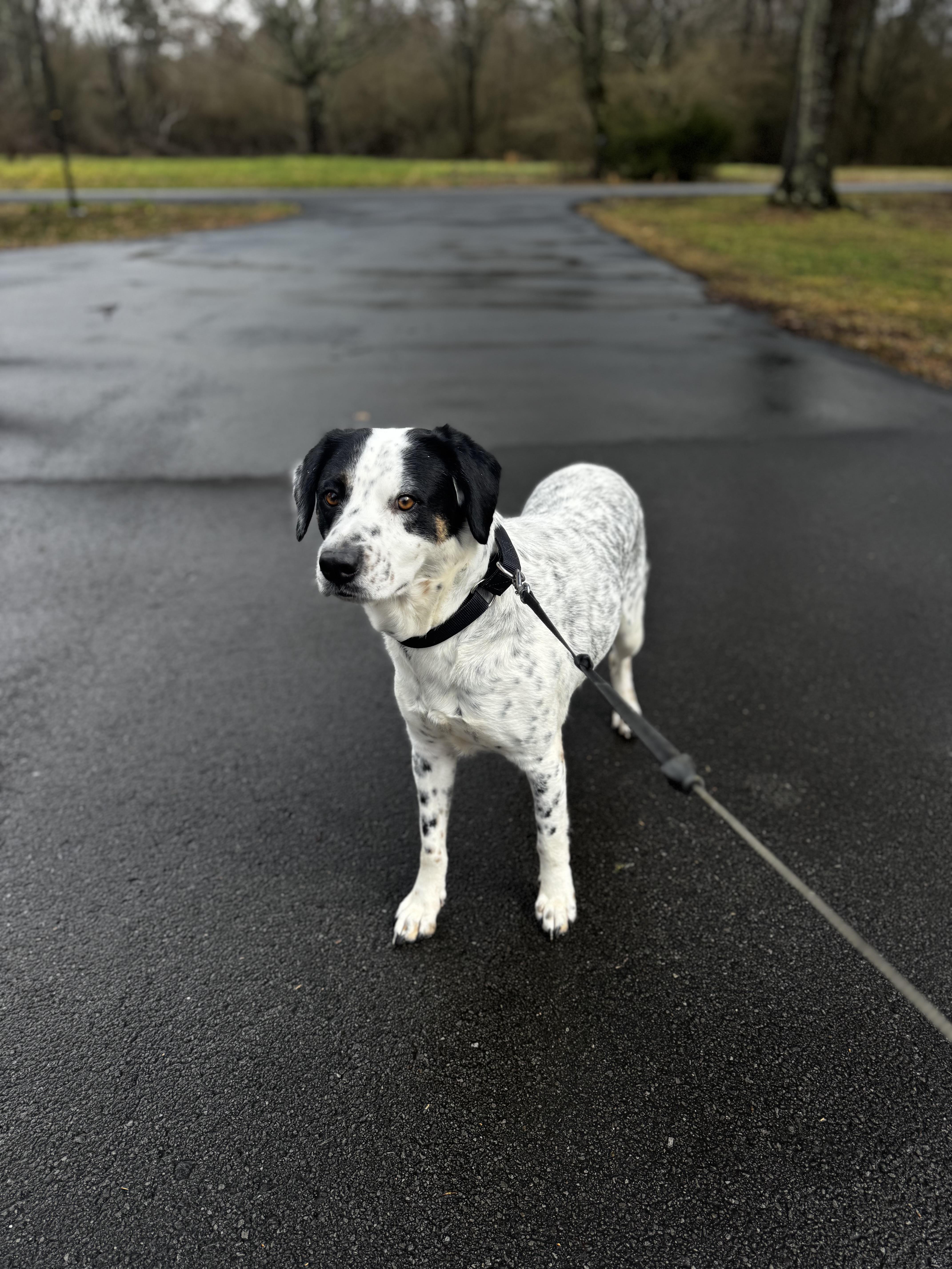 River, a ADOPTABLE mixed breed in grant, AL image 4/5