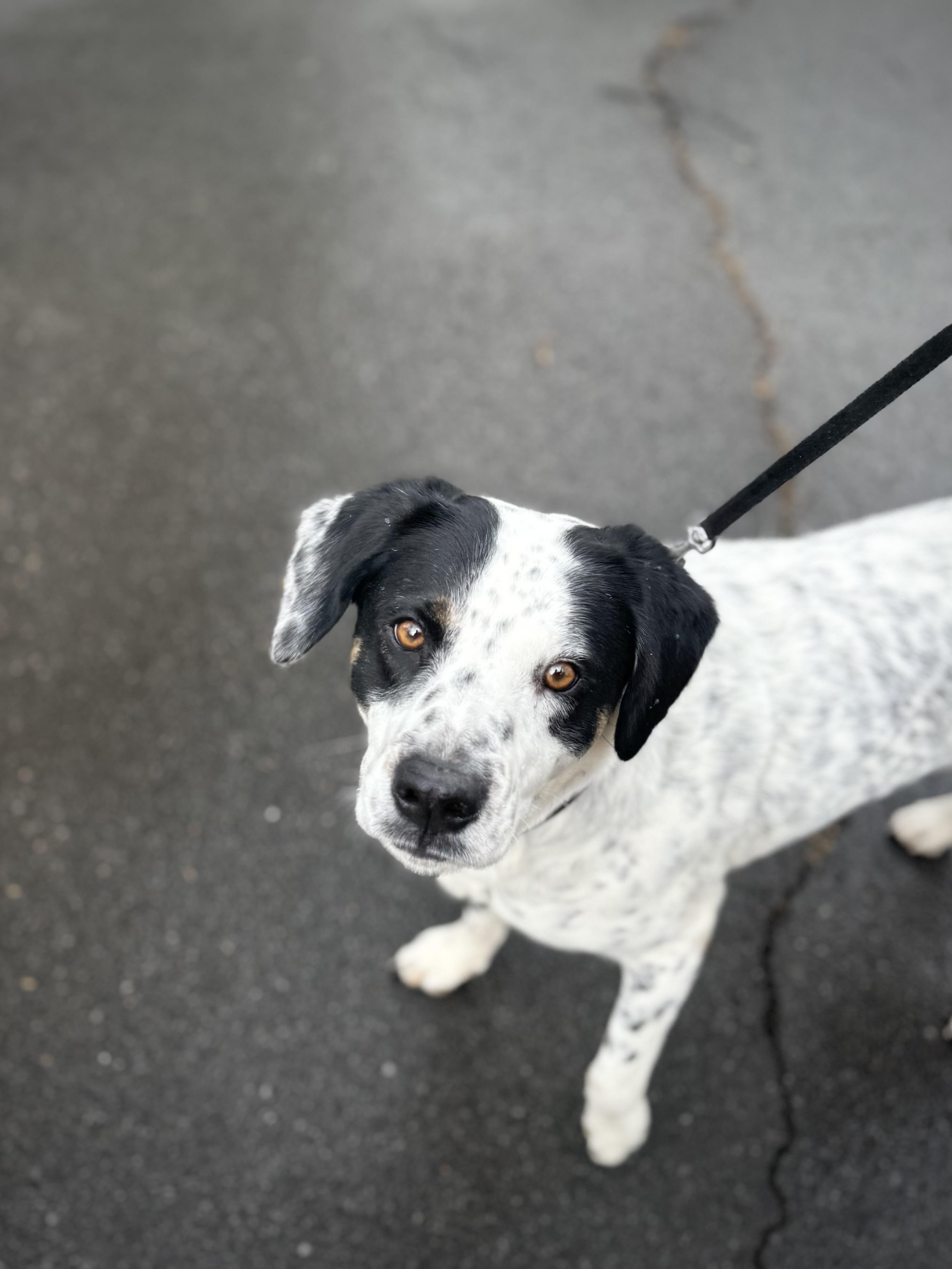 River, a ADOPTABLE mixed breed in grant, AL image 1/5