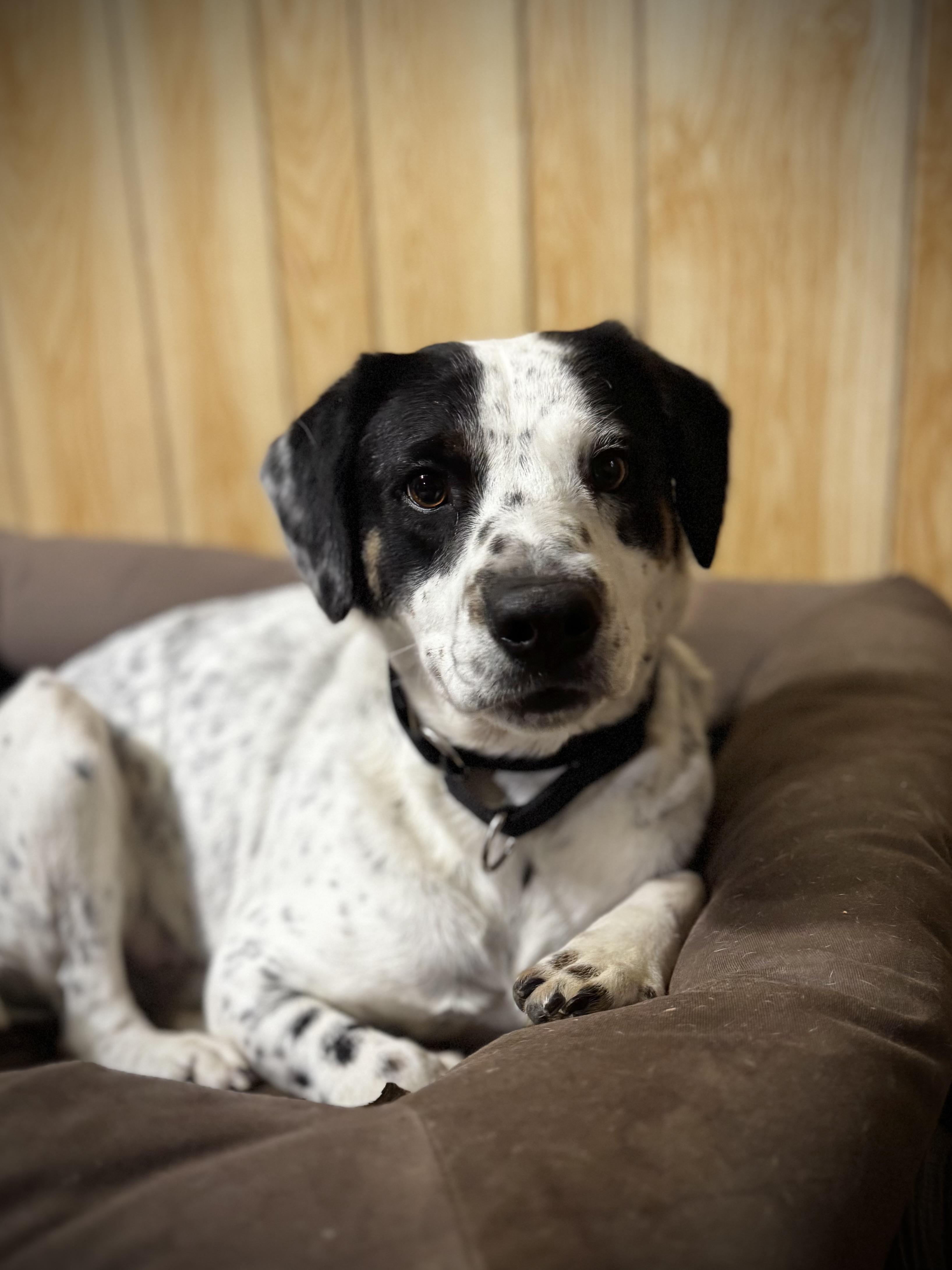 River, a ADOPTABLE mixed breed in grant, AL image 2/5