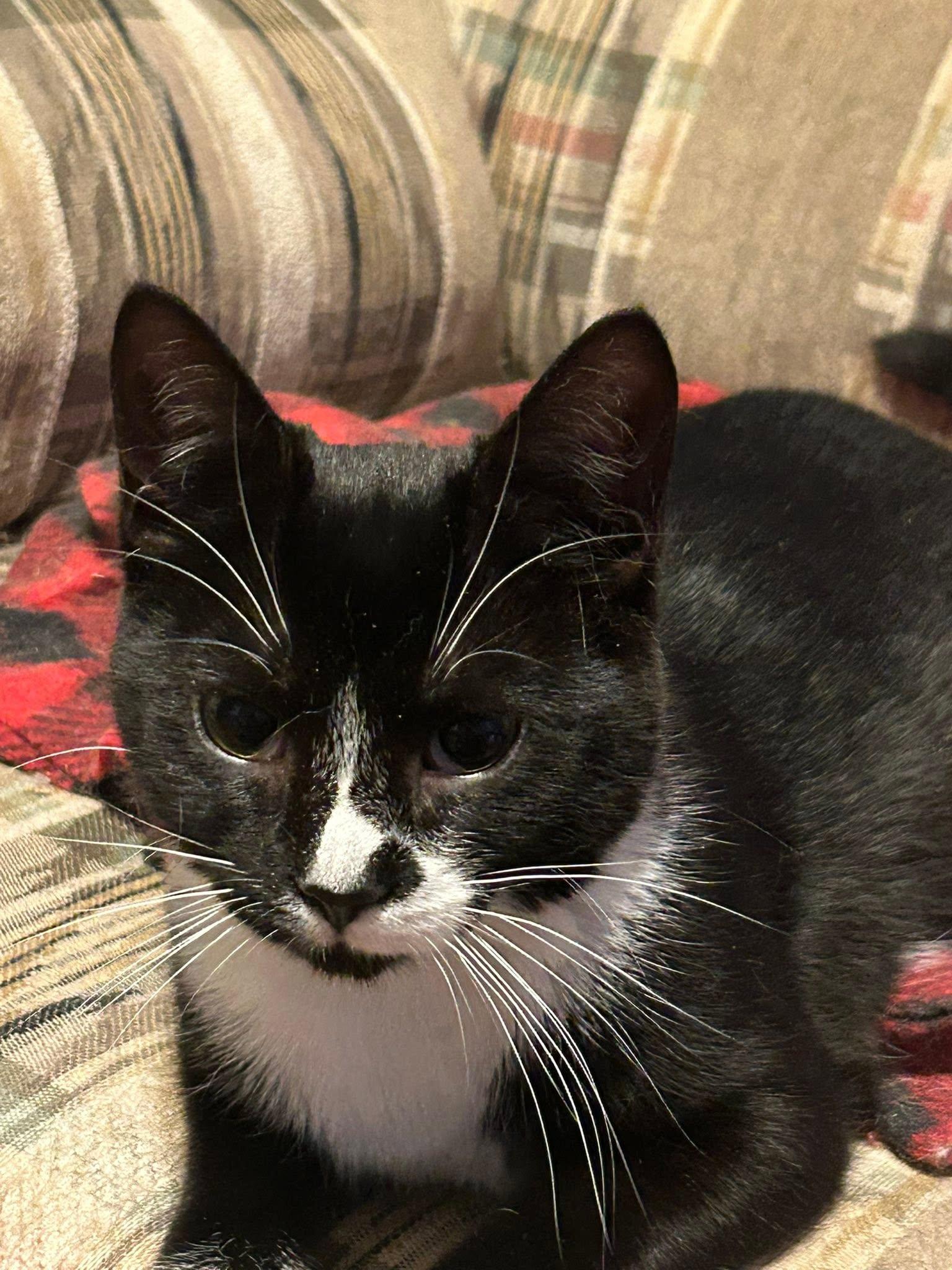 Enlarge Lily, a ADOPTABLE Domestic Short Hair in Spencerville, ON image 4/6