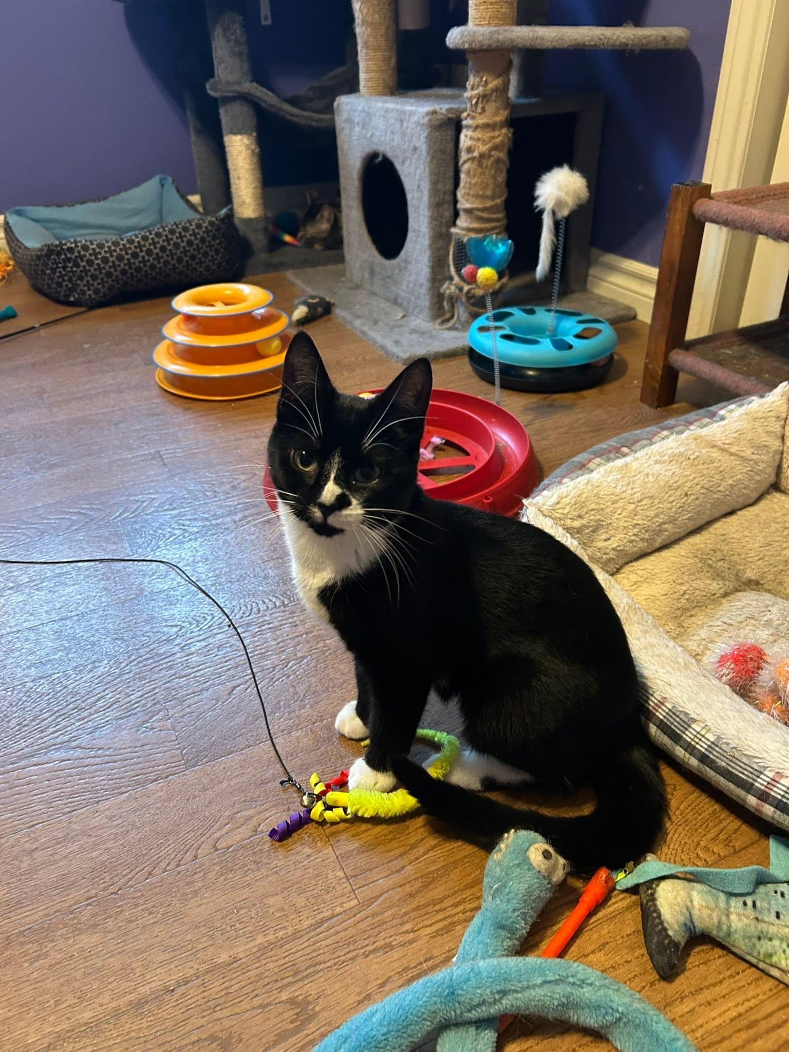 Enlarge Lily, a ADOPTABLE Domestic Short Hair in Spencerville, ON image 6/6