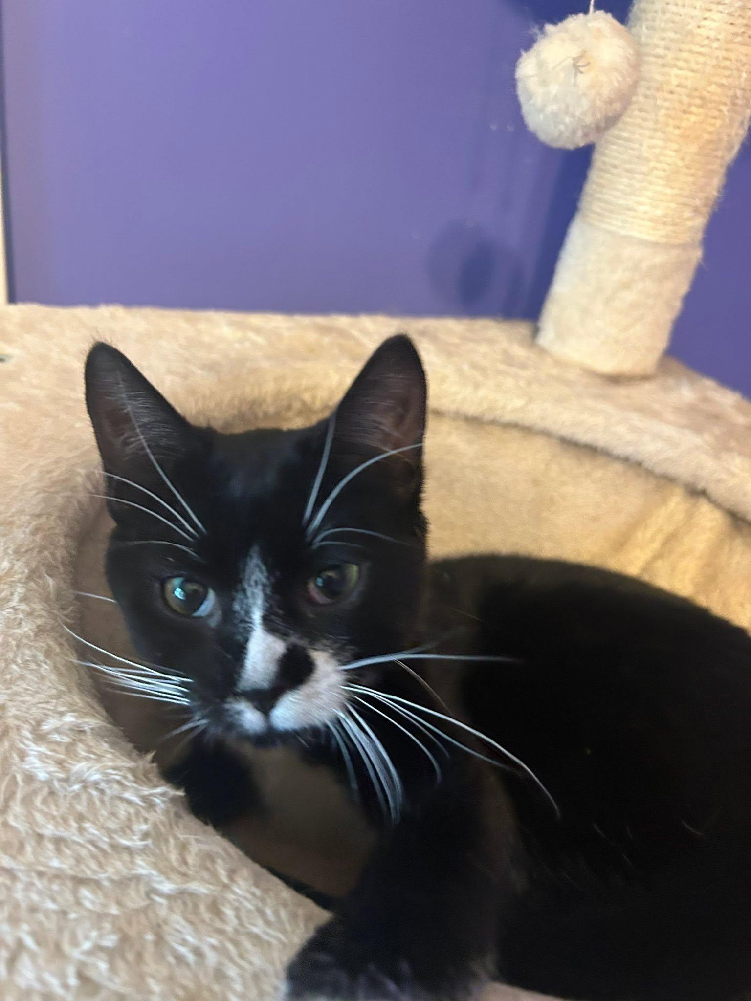 Enlarge Lily, a ADOPTABLE Domestic Short Hair in Spencerville, ON image 2/6