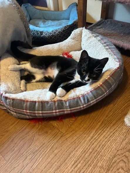 Enlarge Lily, a ADOPTABLE Domestic Short Hair in Spencerville, ON image 3/6