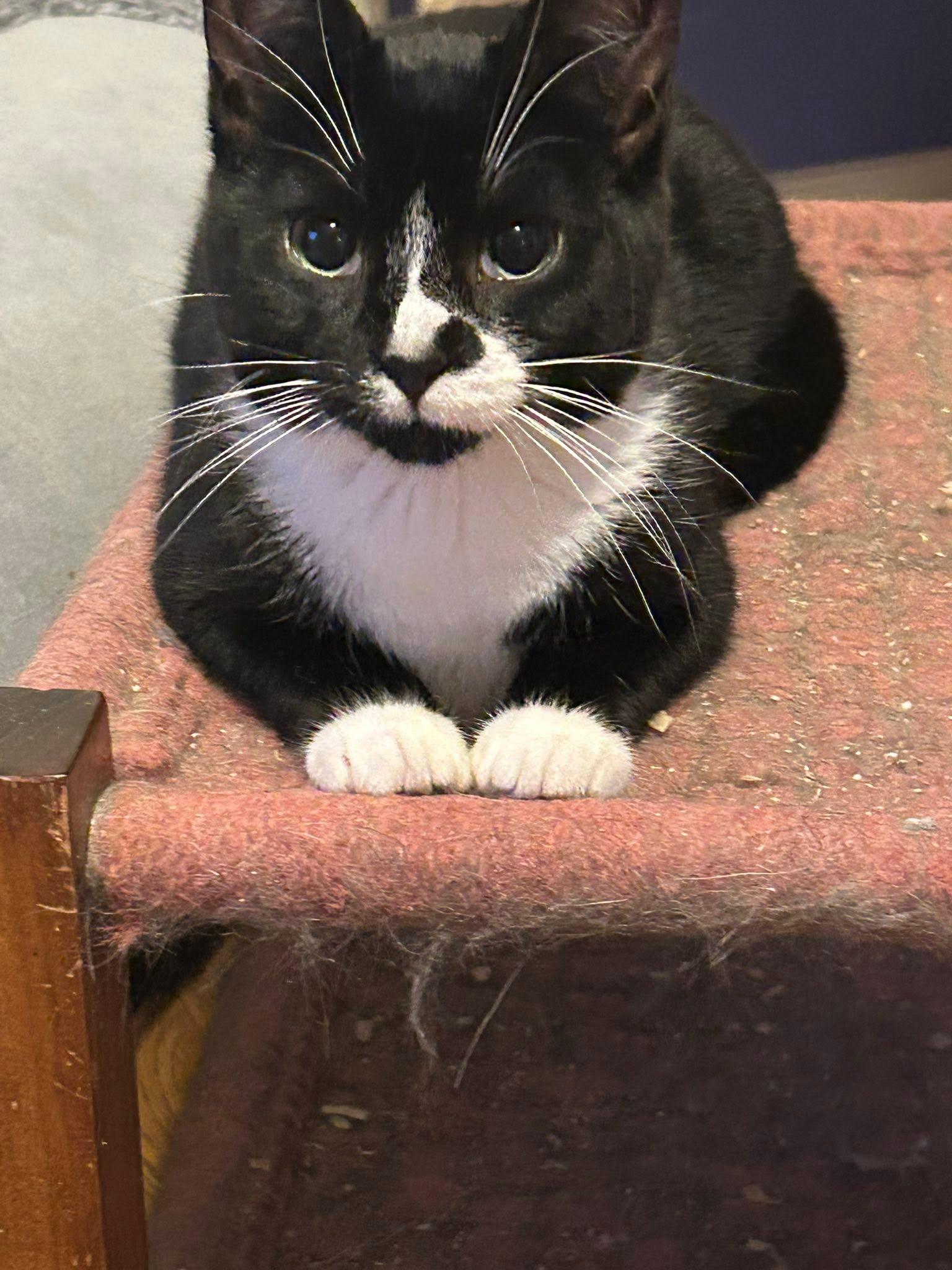 Enlarge Lily, a ADOPTABLE Domestic Short Hair in Spencerville, ON image 1/6