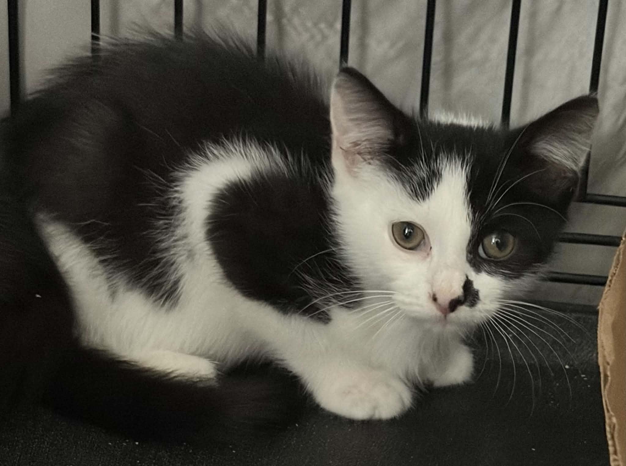 Enlarge parker, a Adoptable Domestic Short Hair in Westfield, MA image 1/1