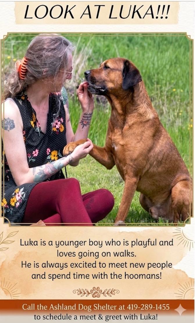 Enlarge Luka, a Adoptable mixed breed in Ashland, OH image 1/1