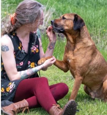 Luka, Adoptable, Adult Male Boxer.