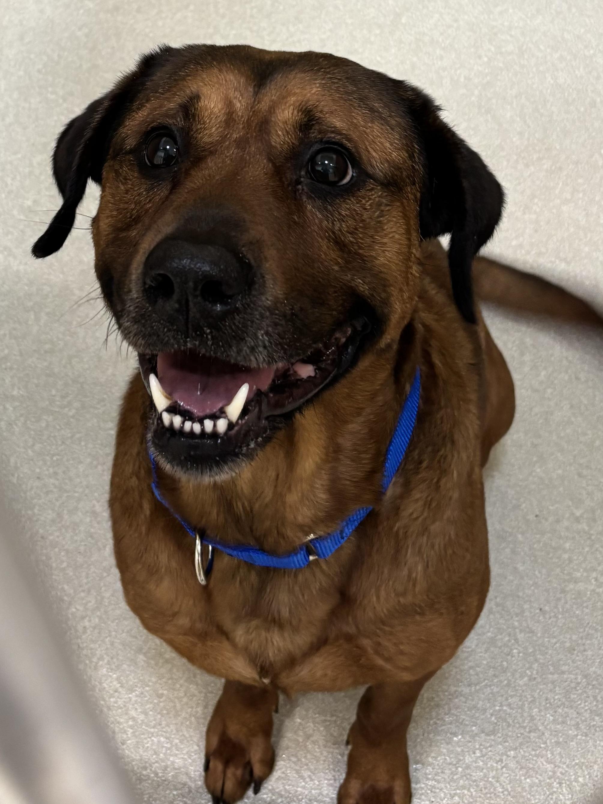 Enlarge Luka, a Adoptable mixed breed in Ashland, OH image 1/1