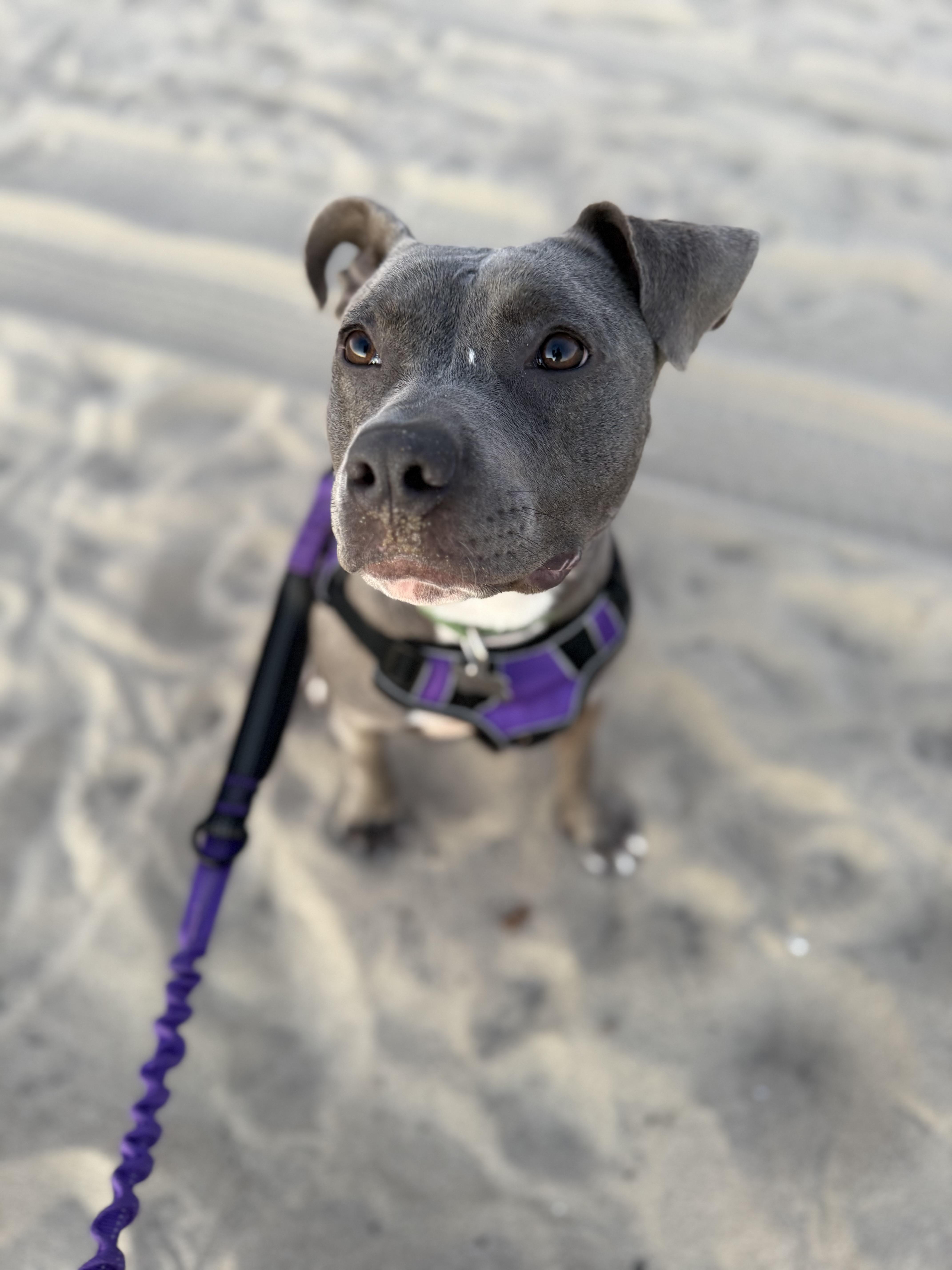 Enlarge Sia, a Adoptable mixed breed in Santa Monica, CA image 4/4